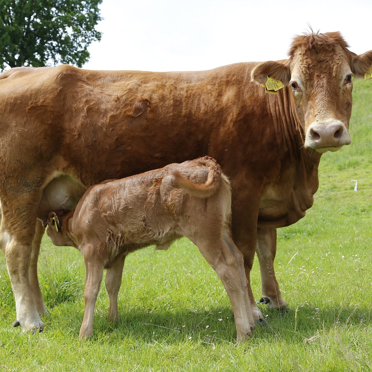 Wenn Wanderer auf Mutterkühe treffen, kann es gefährlich werden