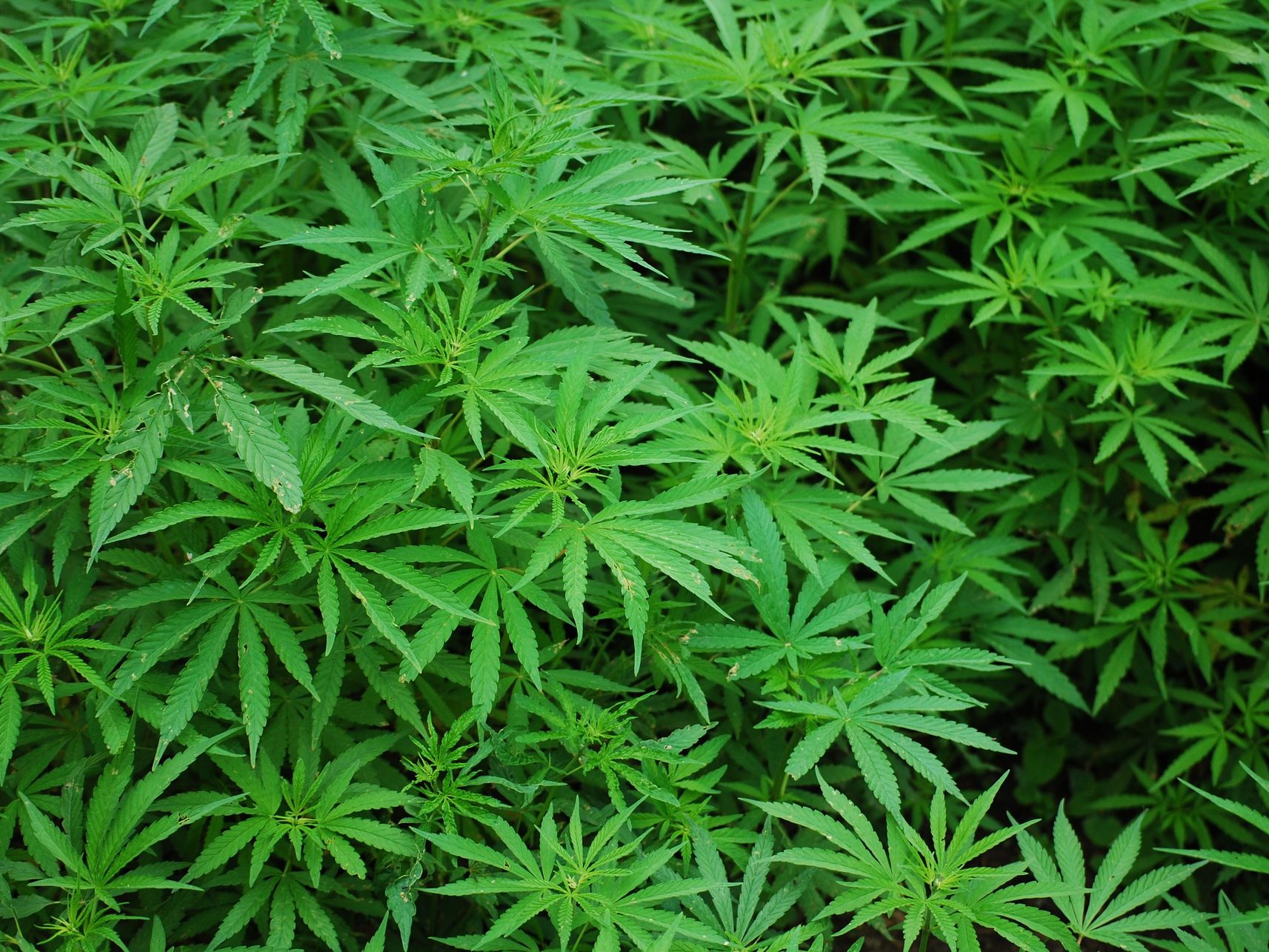 In Europa wurde 2020 zumeist Cannabis konsumiert.