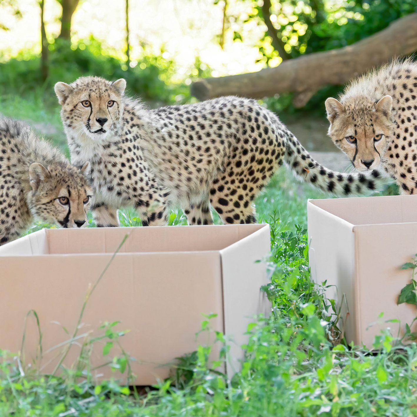 Die Schönbrunner Geparden-Vierlinge sind ein Jahr alt