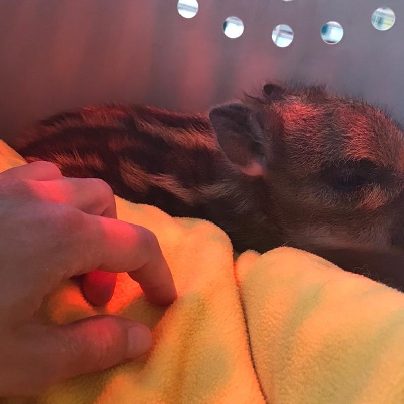 Dieser wenige Stunden alte Wildschwein-Frischling wurde im Nordburgenland gerettet