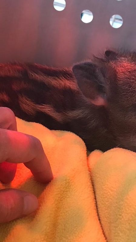 Dieser wenige Stunden alte Wildschwein-Frischling wurde im Nordburgenland gerettet