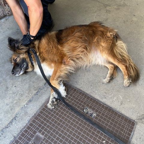 Der kraftlose und desorientierte Vierbeiner wurde der Tierrettung übergeben.