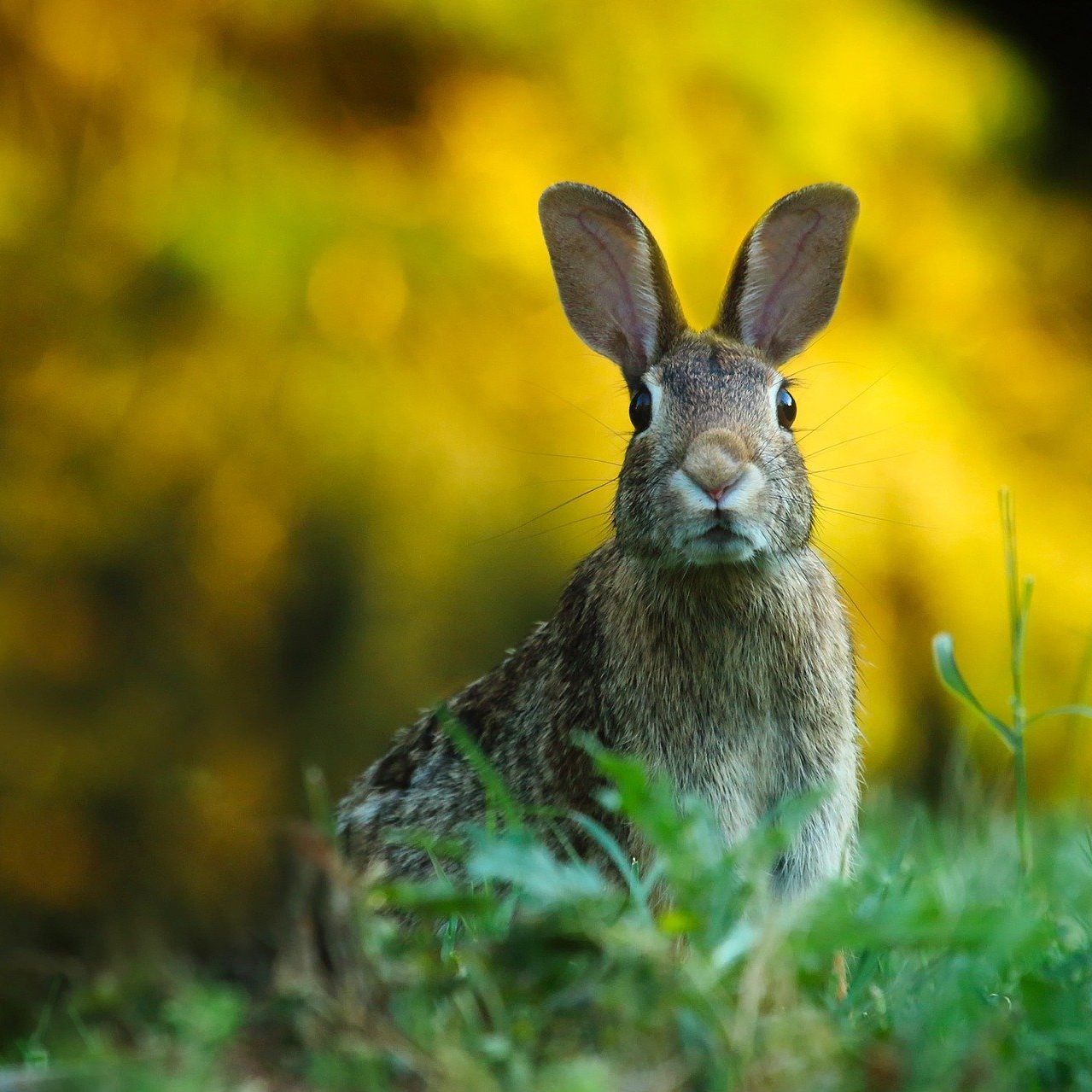 Ein Spaziergänger entdeckte einen getöteten Hasen - die Fahndung nach dem Tierquäler, der zum zweiten Mal zuschlug, ist im Gange