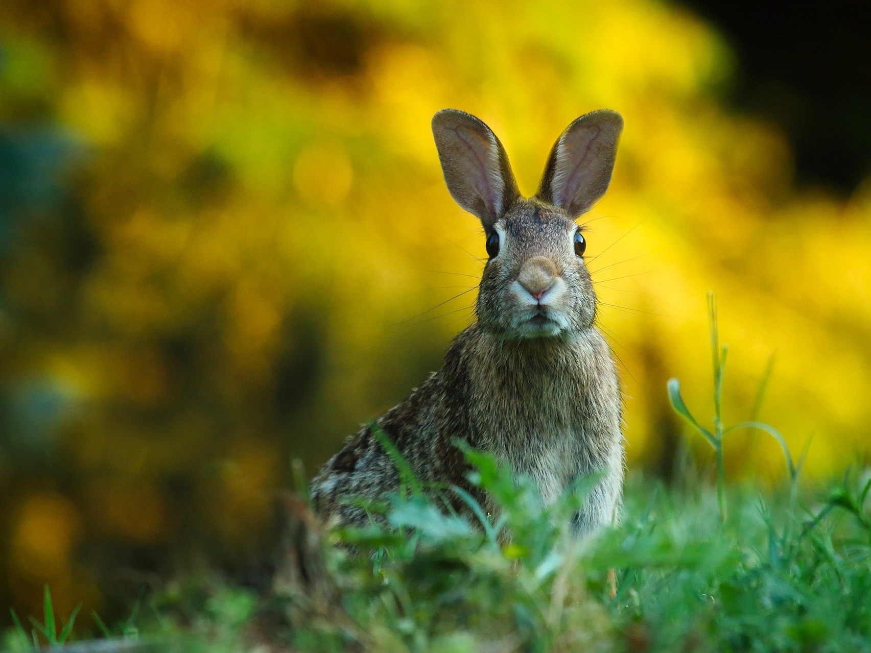 Ein Spaziergänger entdeckte einen getöteten Hasen - die Fahndung nach dem Tierquäler, der zum zweiten Mal zuschlug, ist im Gange Ein Spaziergänger entdeckte einen getöteten Hasen - die Fahndung nach dem Tierquäler, der zum zweiten Mal zuschlug, ist im Gange