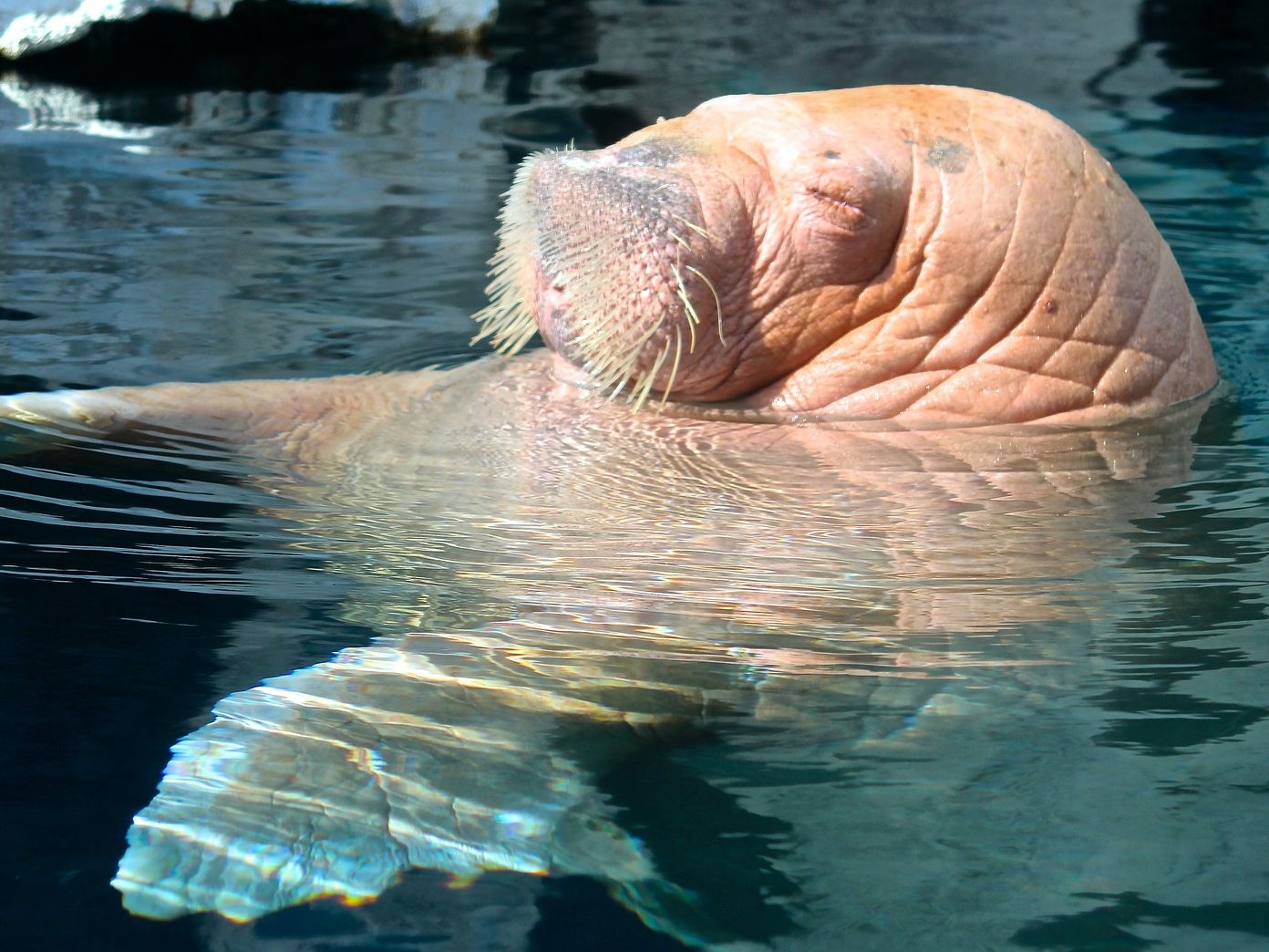 Das Walross freut sich über Gesellschaft.