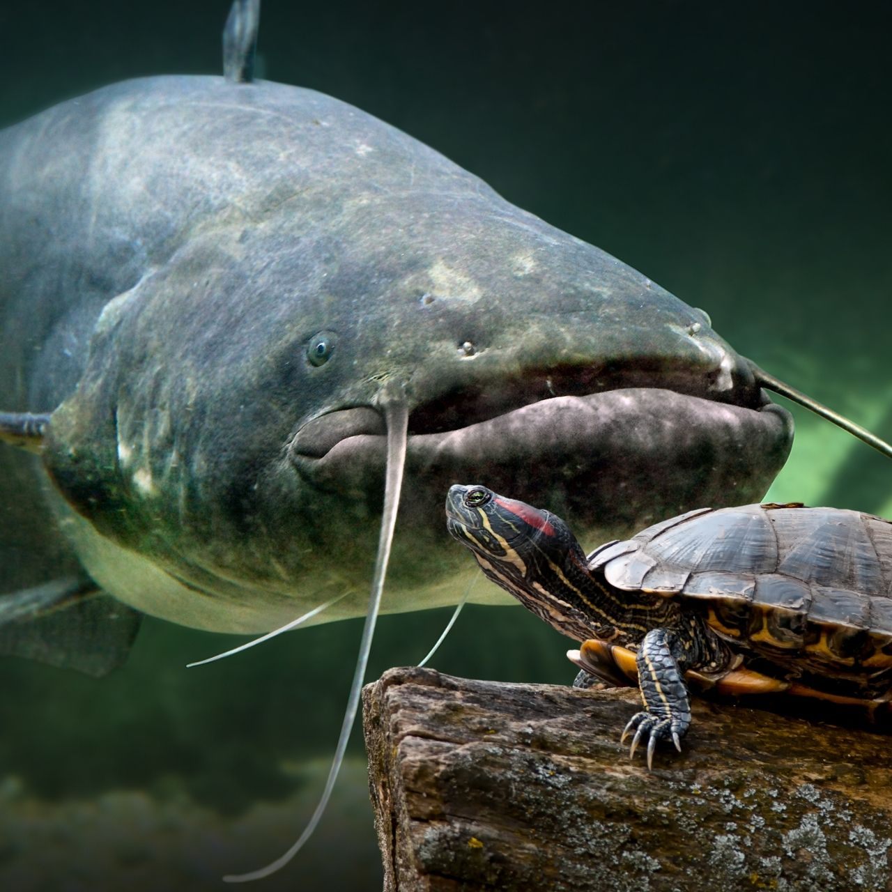 Wels erstickt an einer Schildkröte.