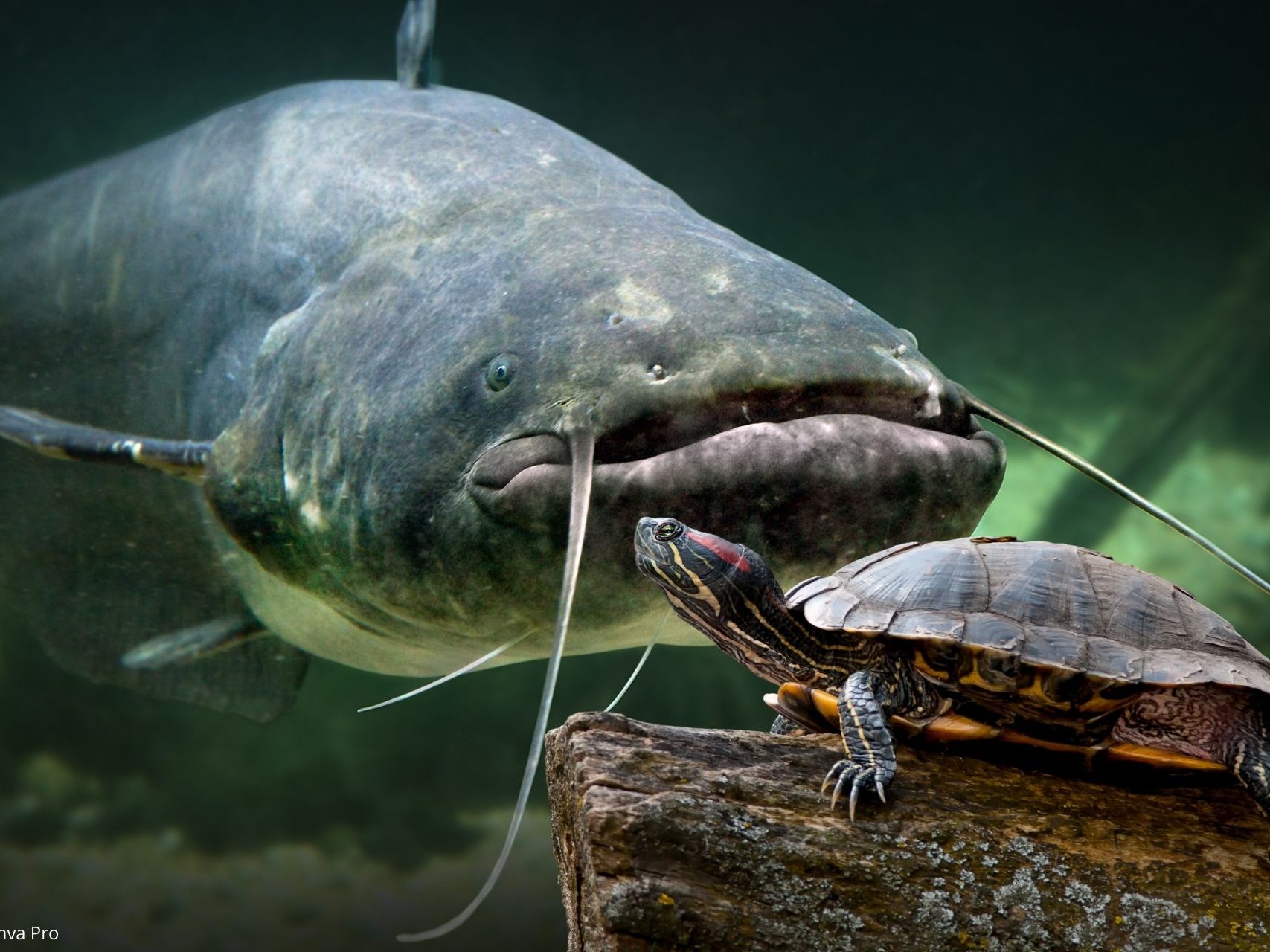 Wels erstickt an einer Schildkröte.