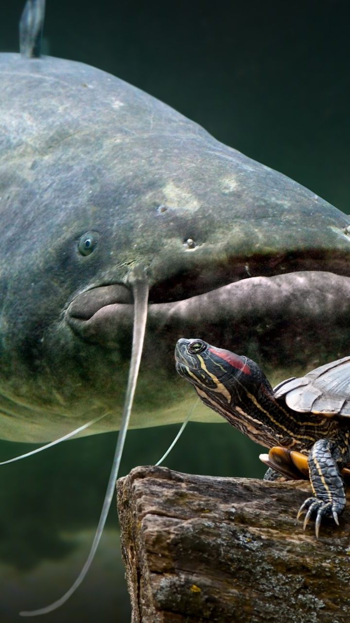 Wels erstickt an einer Schildkröte.