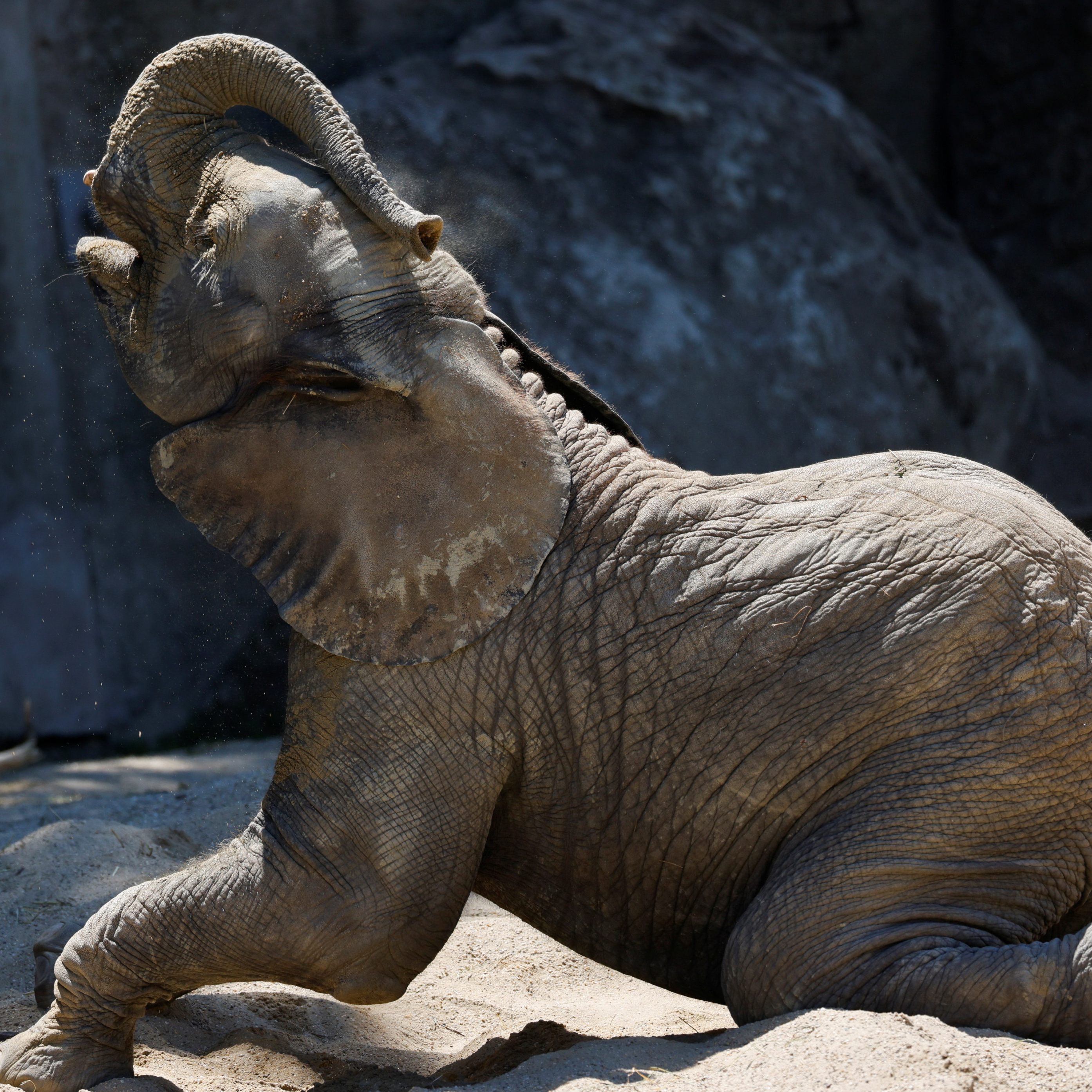 Das Leben von Elefant "Kibali" ging diese Woche zu Ende.