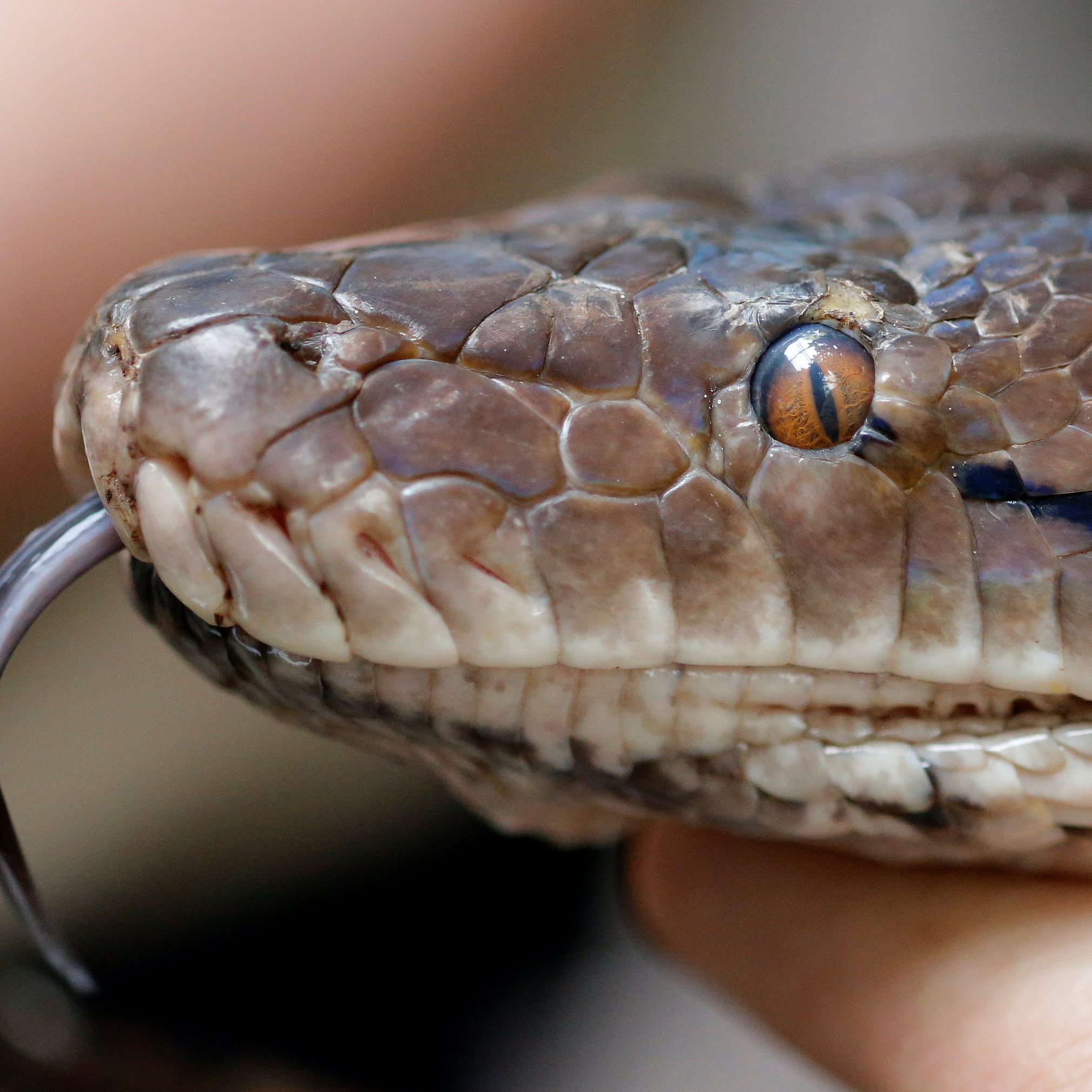 Eine Fachfrau gab einen Einblick in die Welt der Schlangen.