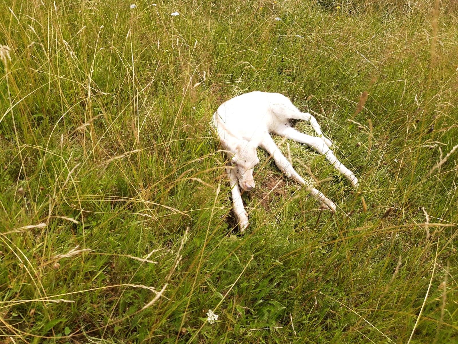 Weißes Rotwildkalb im Wildpark