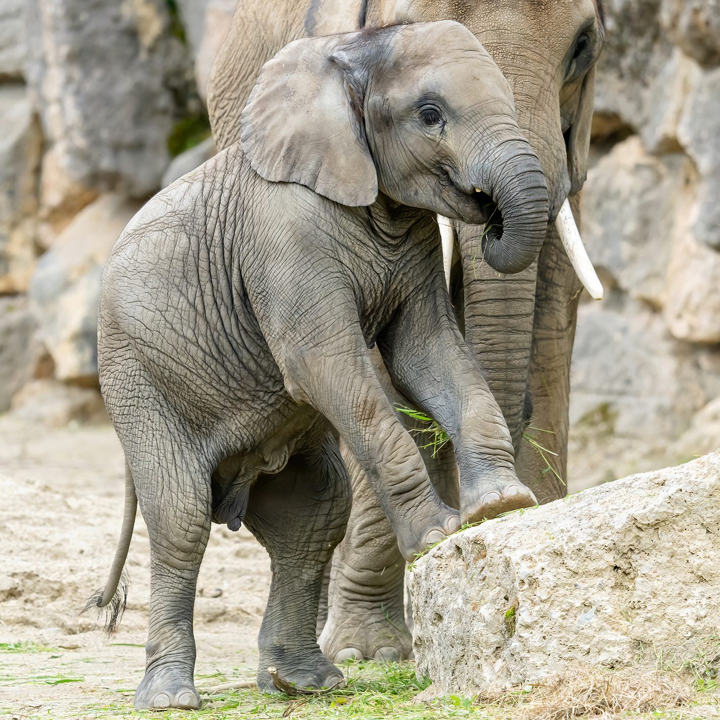 Schönbrunn trauert um das Elefanten-Mädchen "Kibali"