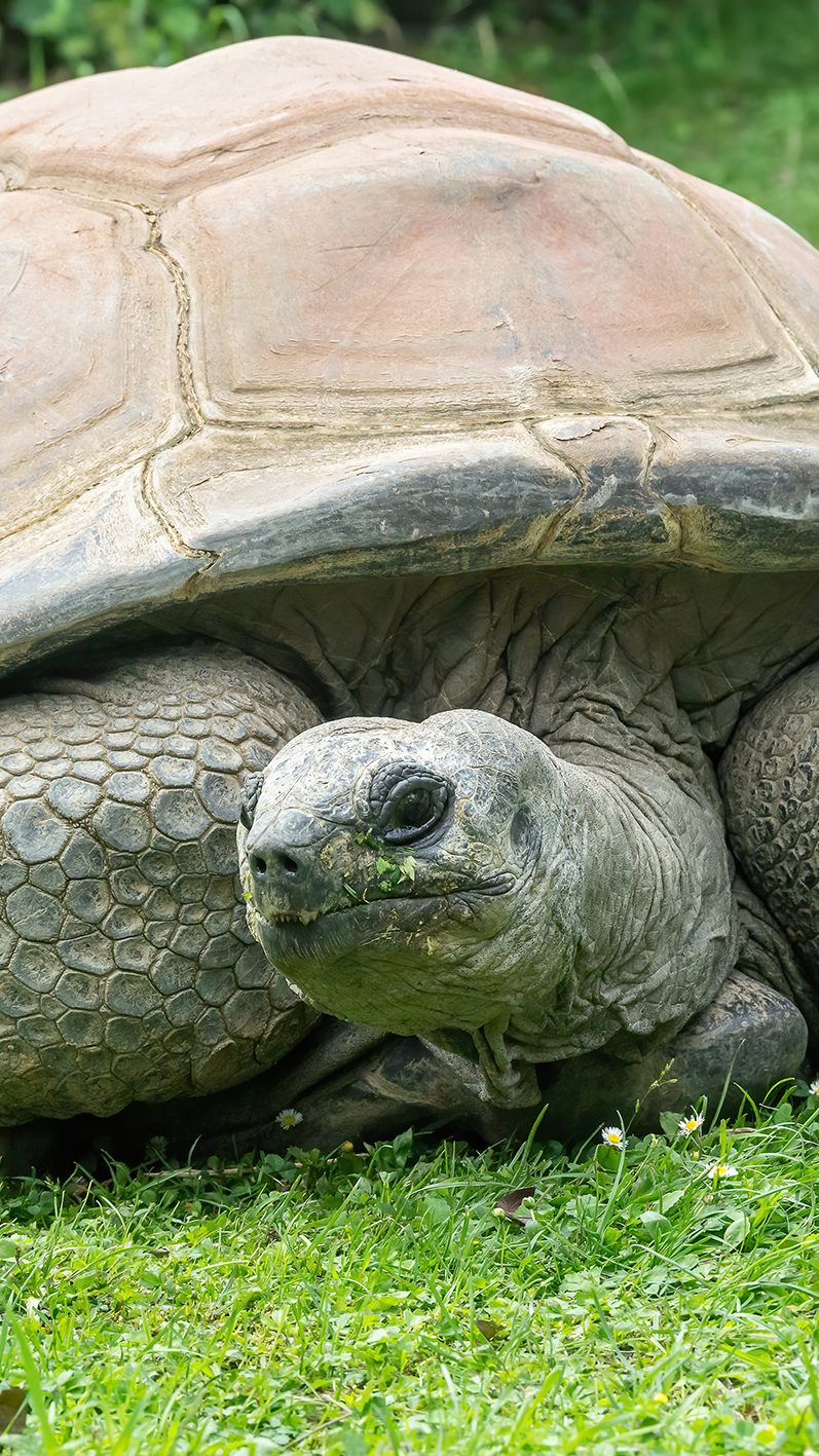 Riesenschildkröte Schurli ist am Montag gestorben.