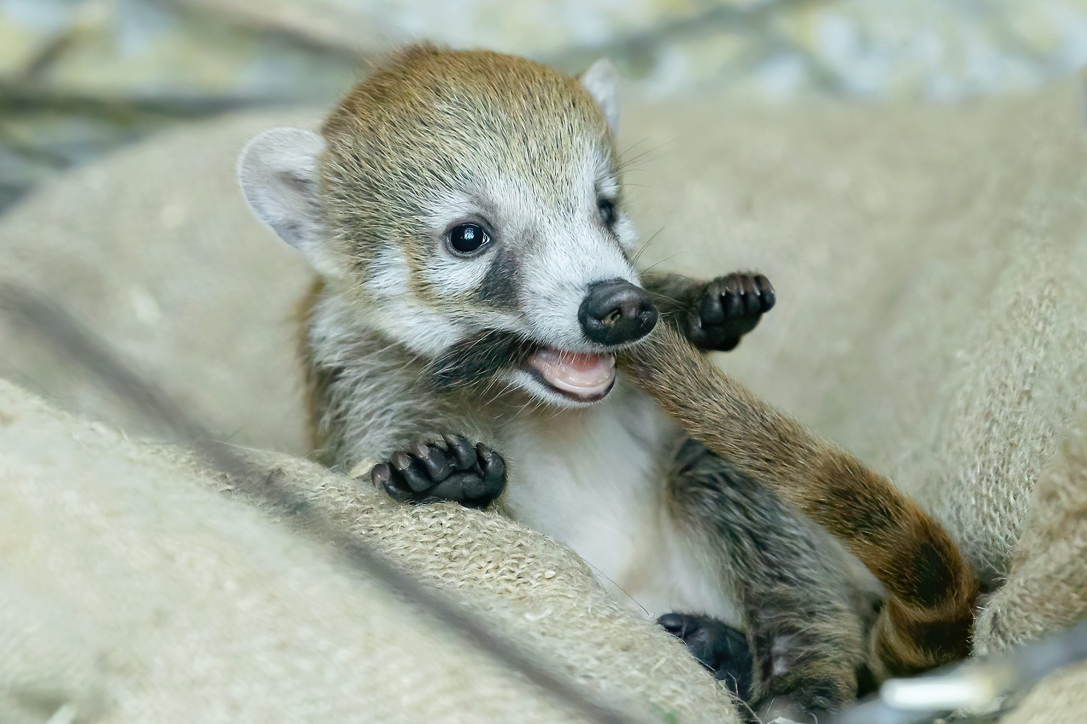 Da beißt sich der Nasenbär in den eigenen Schwanz, wie das Sprichwort so schön sagt. Da beißt sich der Nasenbär in den eigenen Schwanz, wie das Sprichwort so schön sagt.