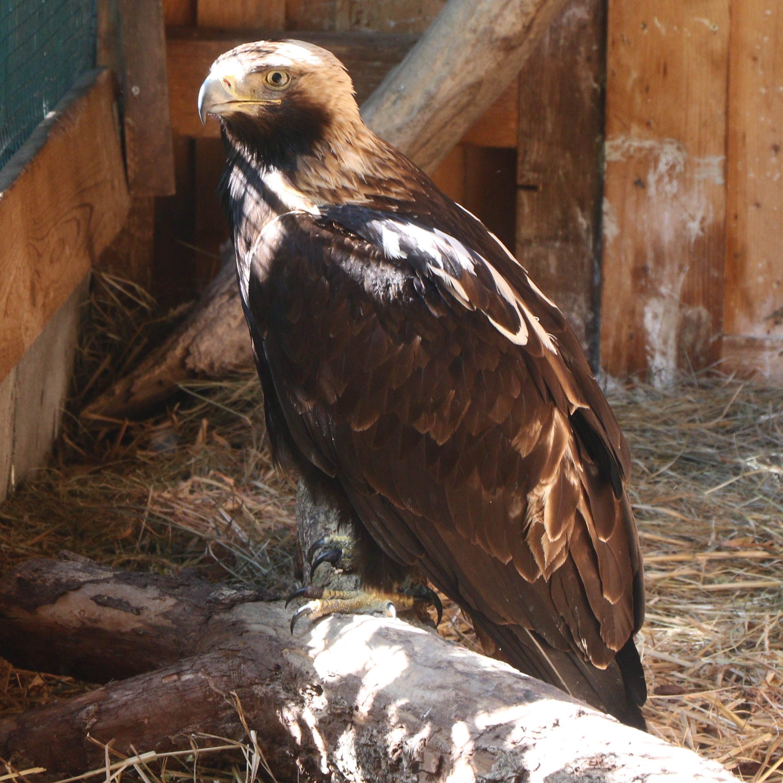 Der Vogel konnte wieder in die Freiheit entlassen werden.