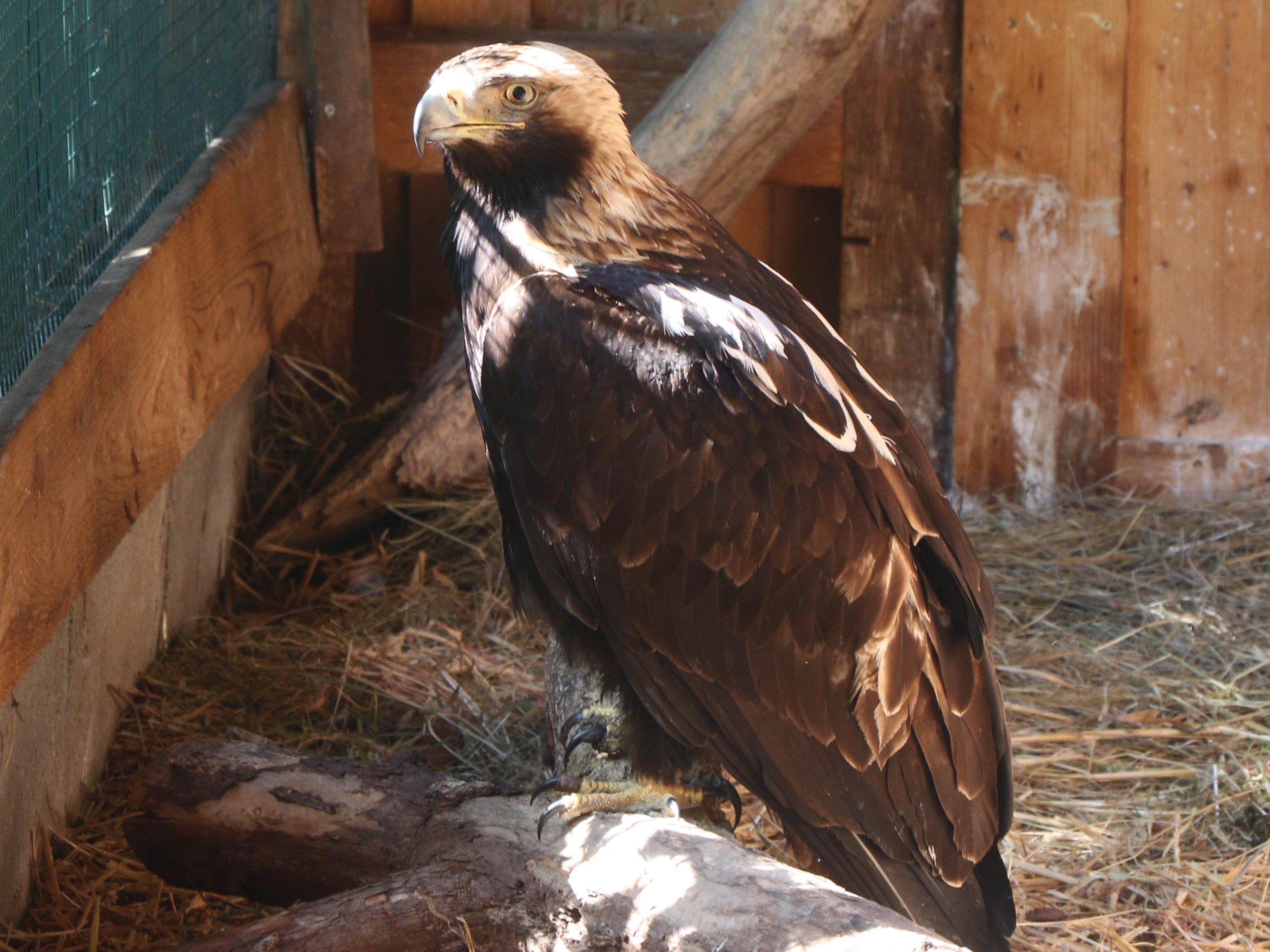 Der Vogel konnte wieder in die Freiheit entlassen werden. Der Vogel konnte wieder in die Freiheit entlassen werden.