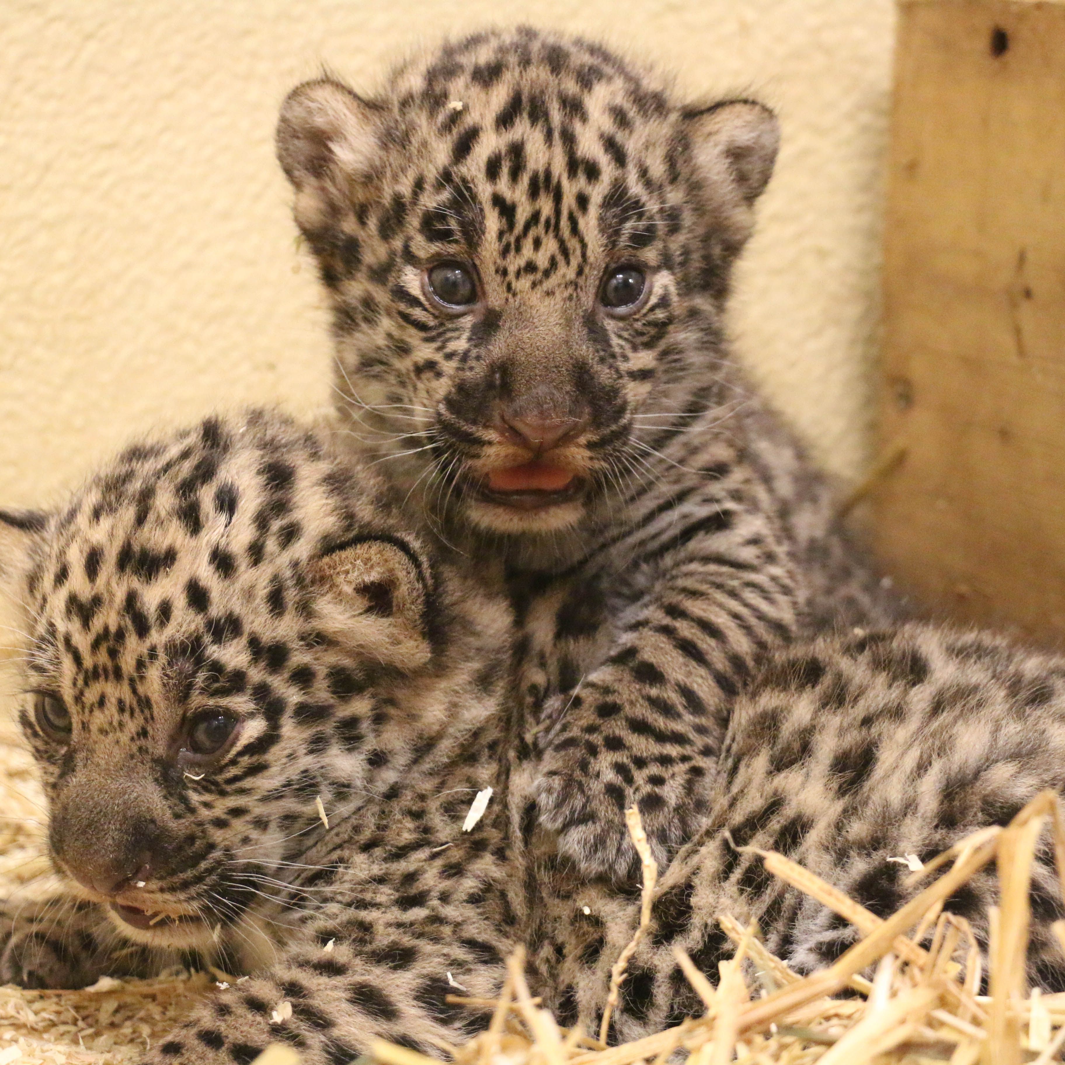 Zoo Salzburg freut sich über die Geburt von zwei Jaguar-Mädchen.