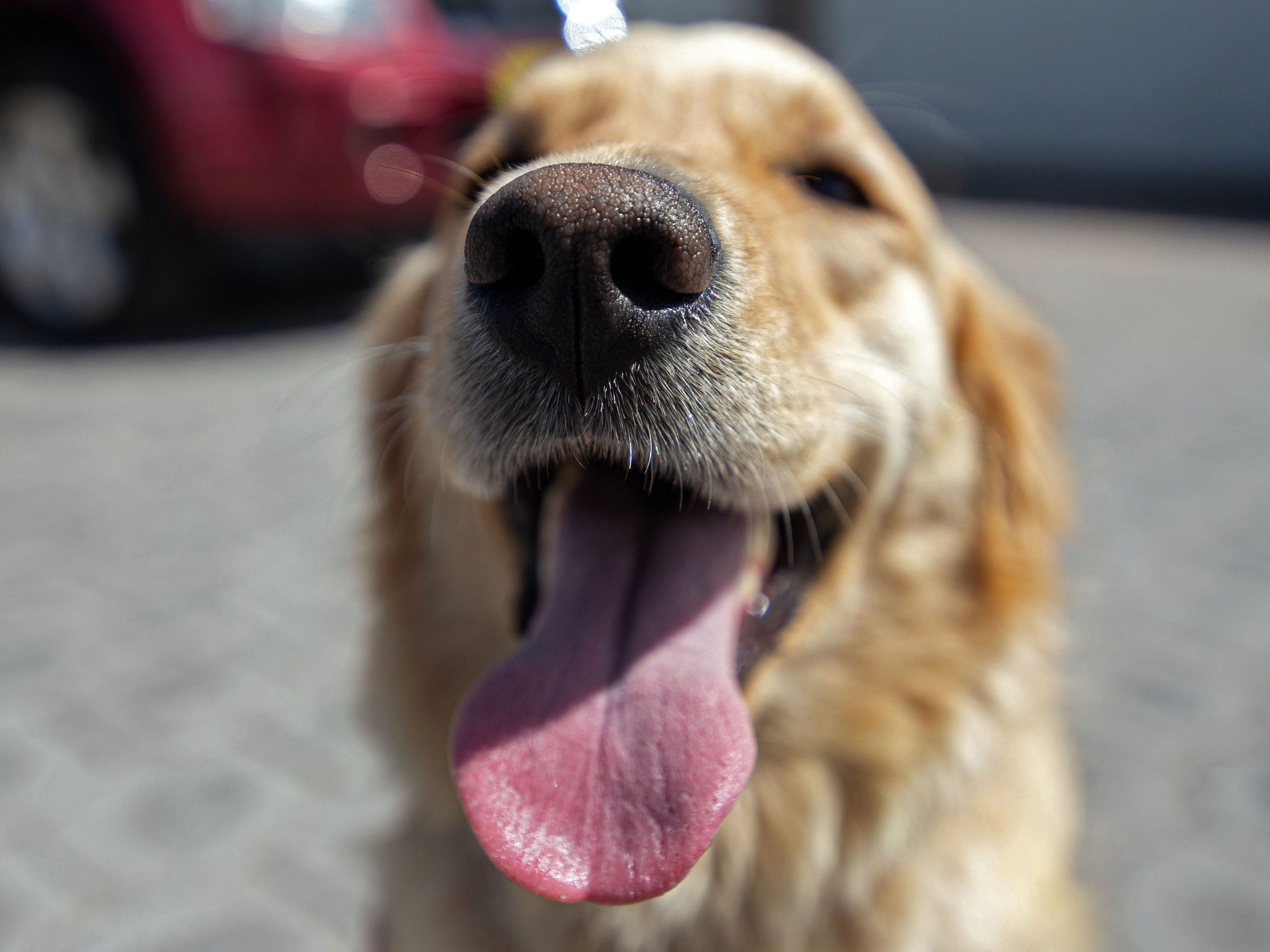 Ein Hund konnte von einer Feuerwehrfrau befreit werden. Ein Hund konnte von einer Feuerwehrfrau befreit werden.