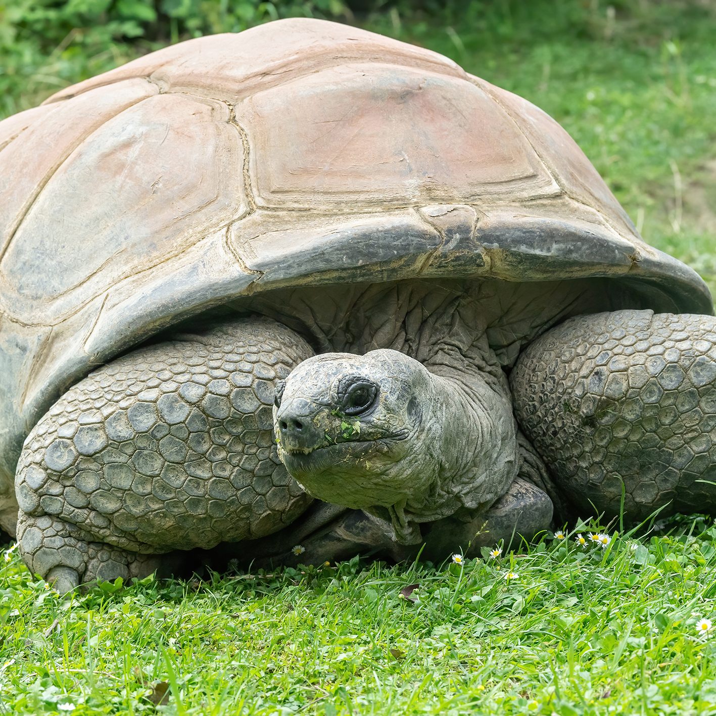Ruhe in Frieden: Der älteste Bewohner des Tiergartens Schönbrunn, Schurli, ist tot