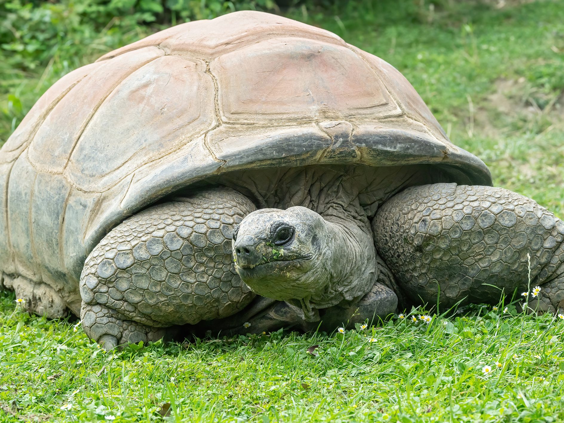 Ruhe in Frieden: Der älteste Bewohner des Tiergartens Schönbrunn, Schurli, ist tot Ruhe in Frieden: Der älteste Bewohner des Tiergartens Schönbrunn, Schurli, ist tot