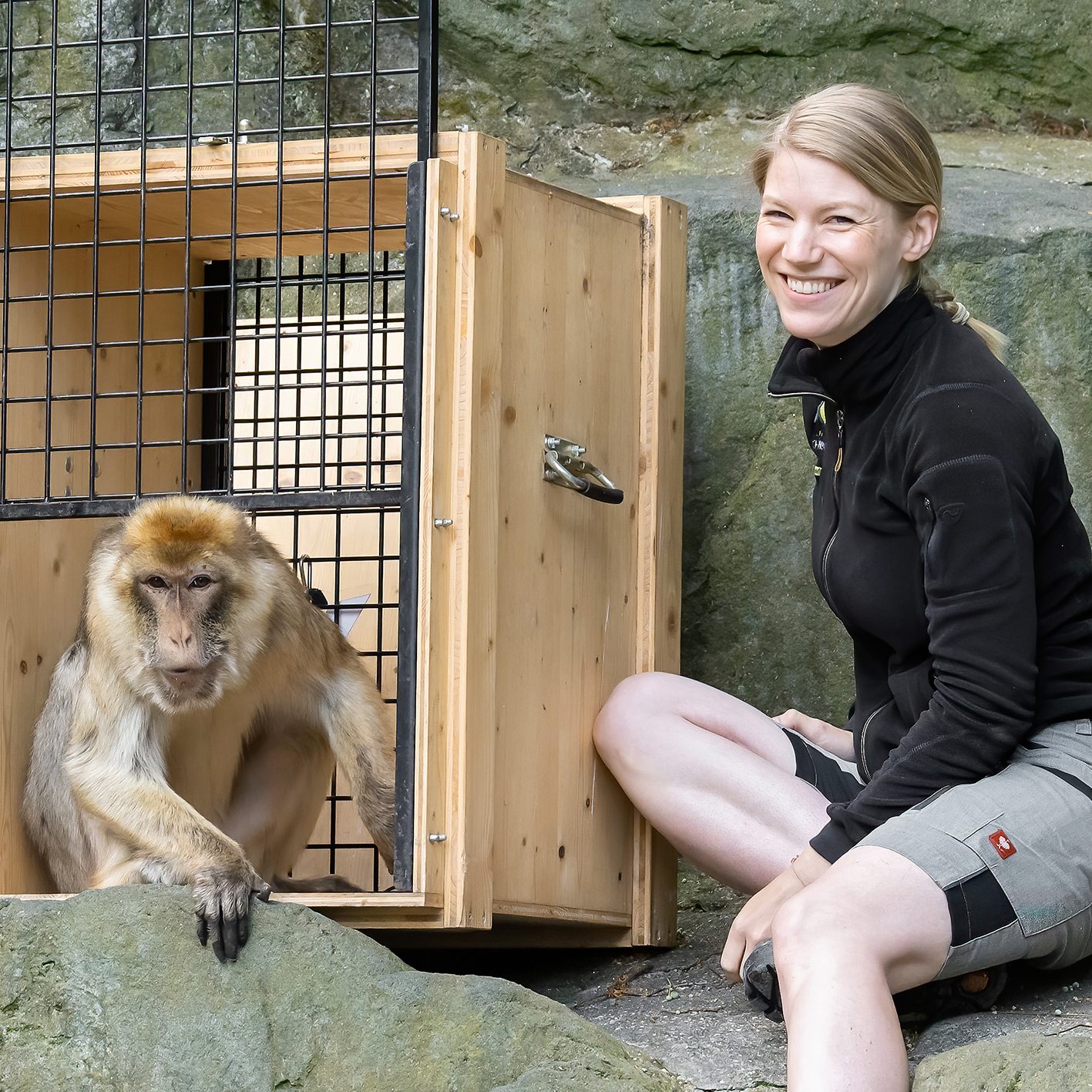 Die Schönbrunner Berberaffen üben für den Umzug und werden weiterhin mit den Mähnenspringern eine WG bilden