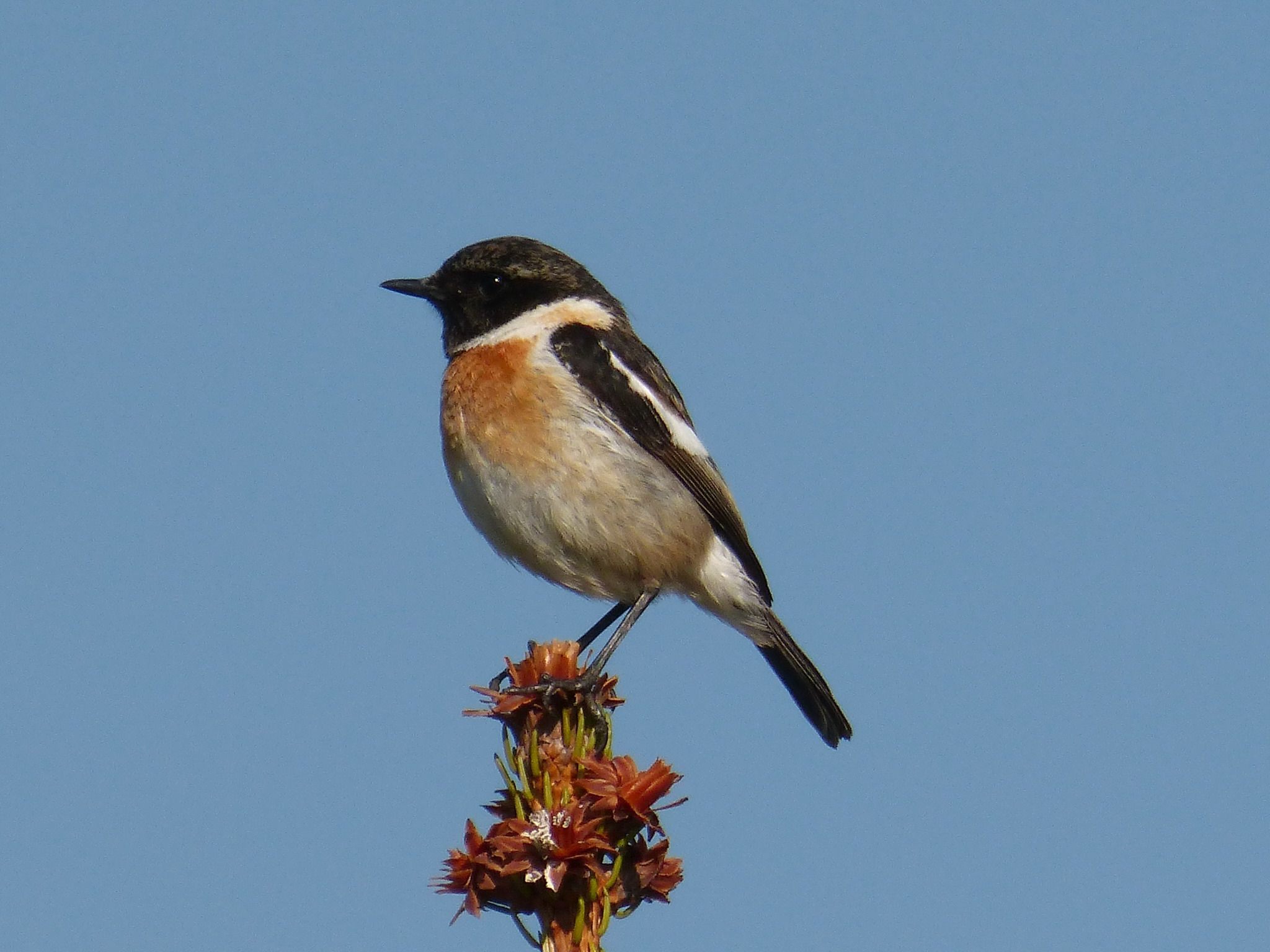 Schwarzkehlchen Männchen (Saxicola rubicola)