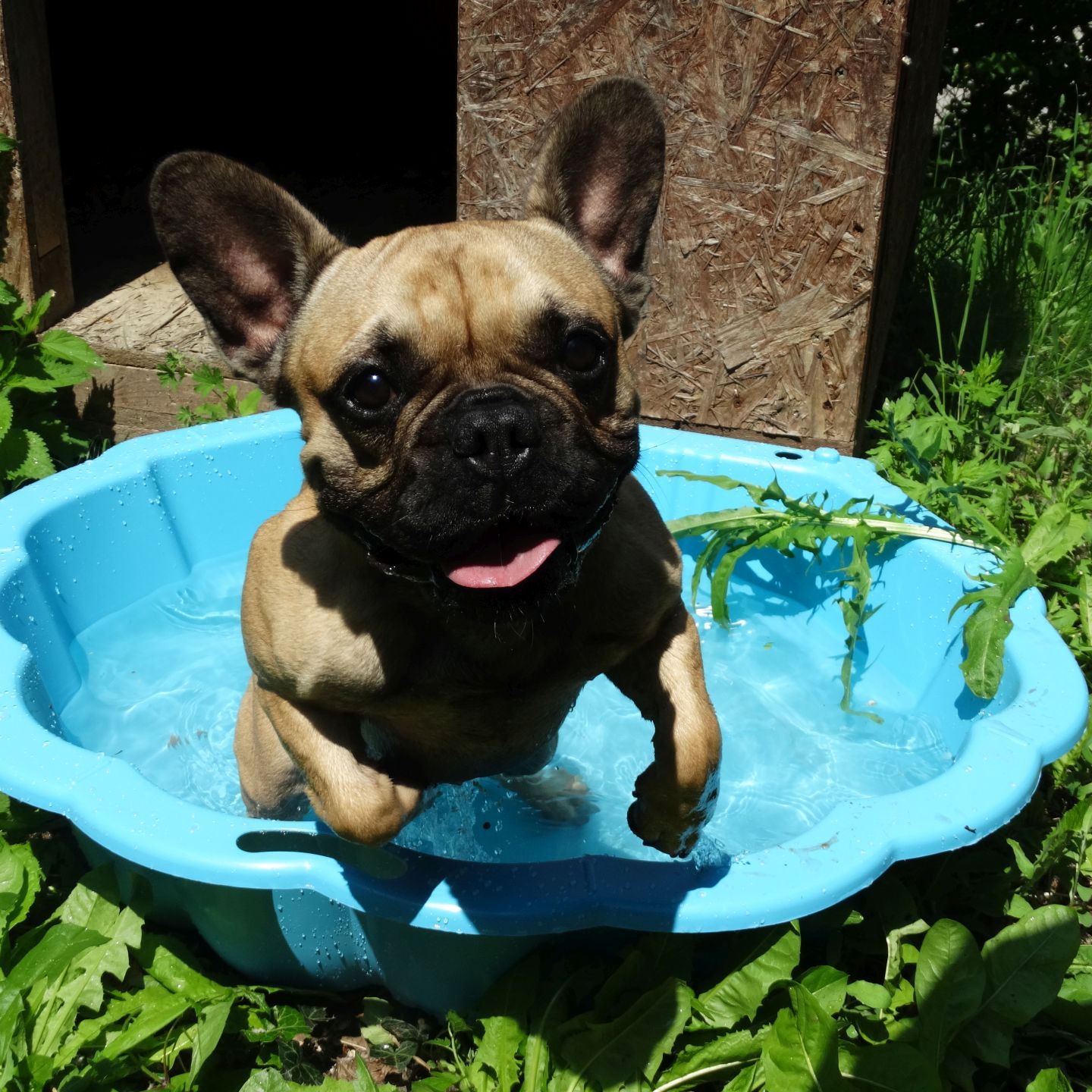 Während man in der SCS in aller Ruhe einkauft, kann der Vierbeiner erfrischende Stunden in der "Dog Zone" genießen