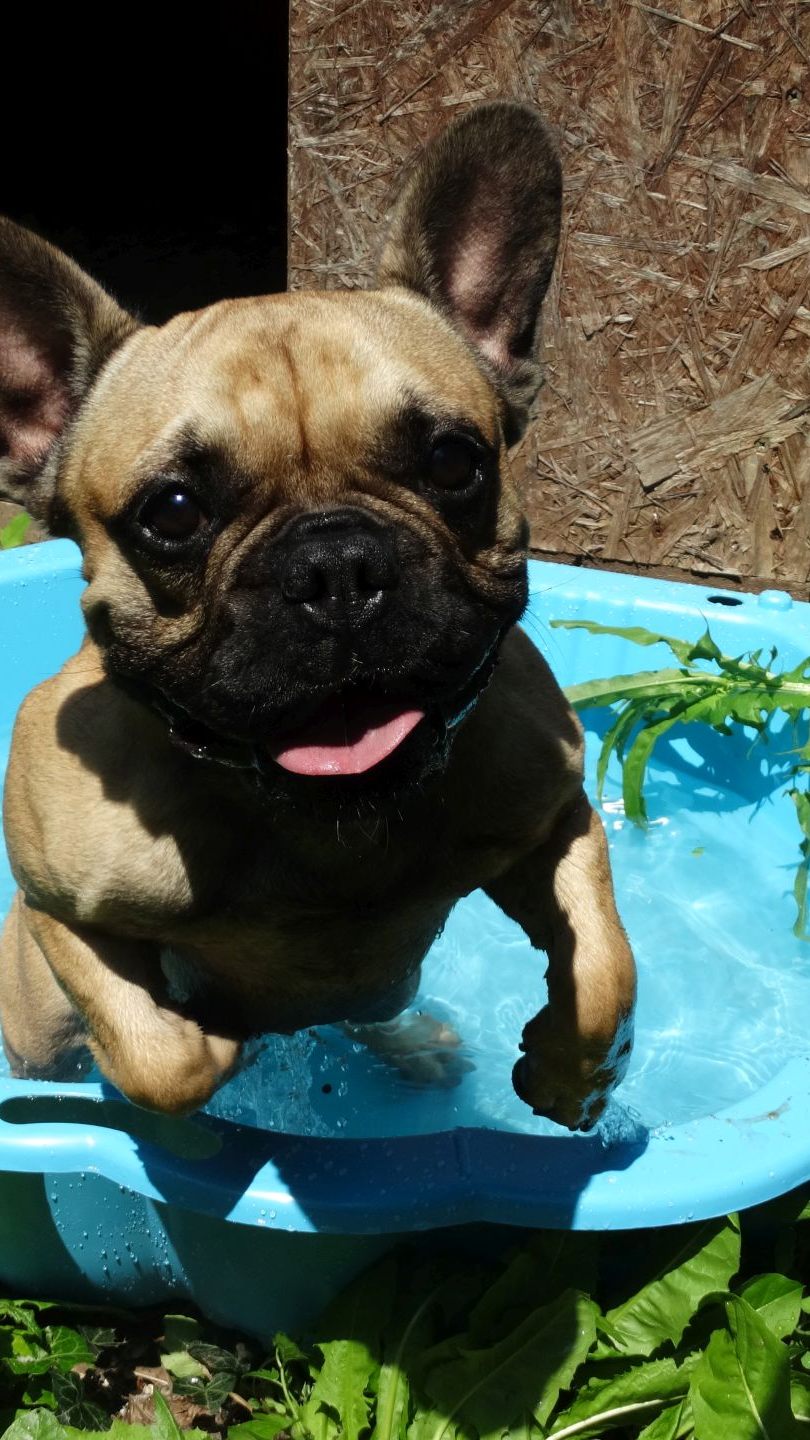 Während man in der SCS in aller Ruhe einkauft, kann der Vierbeiner erfrischende Stunden in der "Dog Zone" genießen