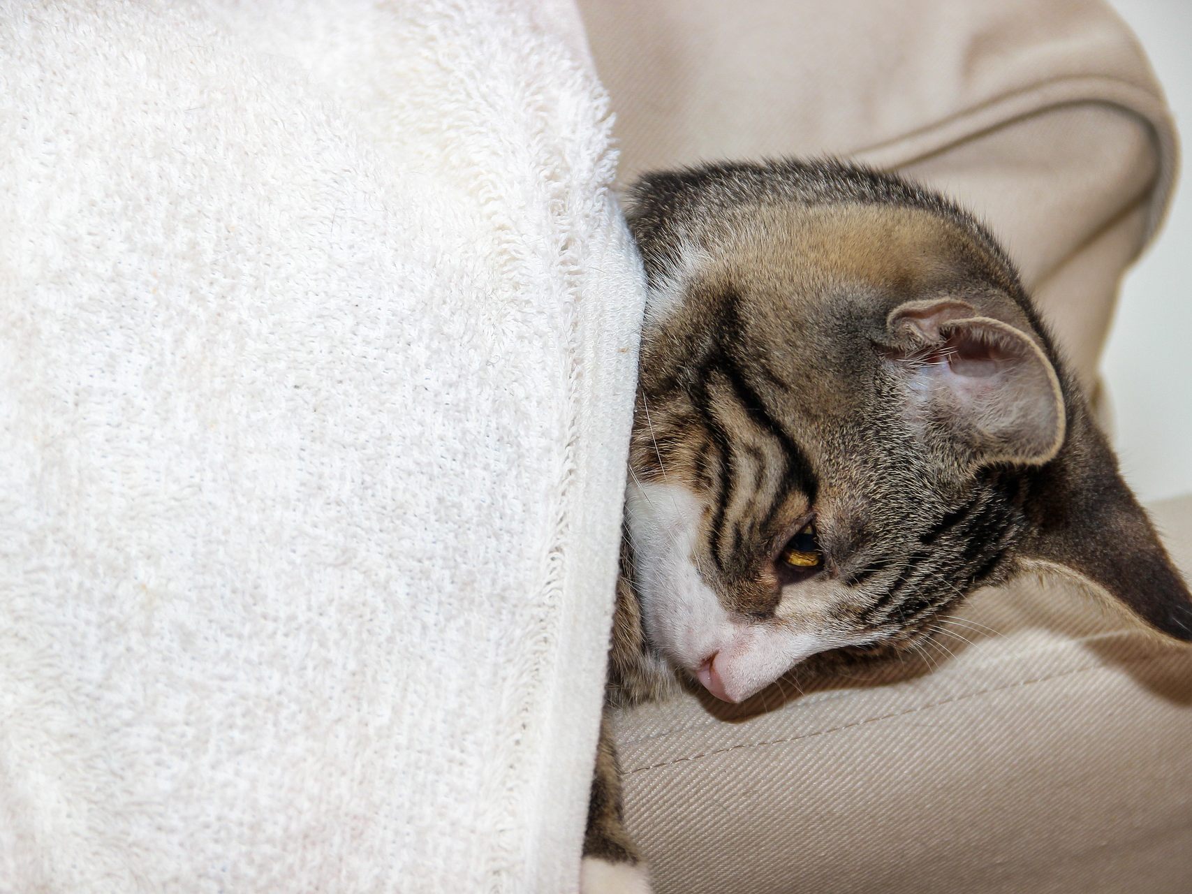 Auch an Corona-erkrankte Katzen zeigen Symptome. Auch an Corona-erkrankte Katzen zeigen Symptome.