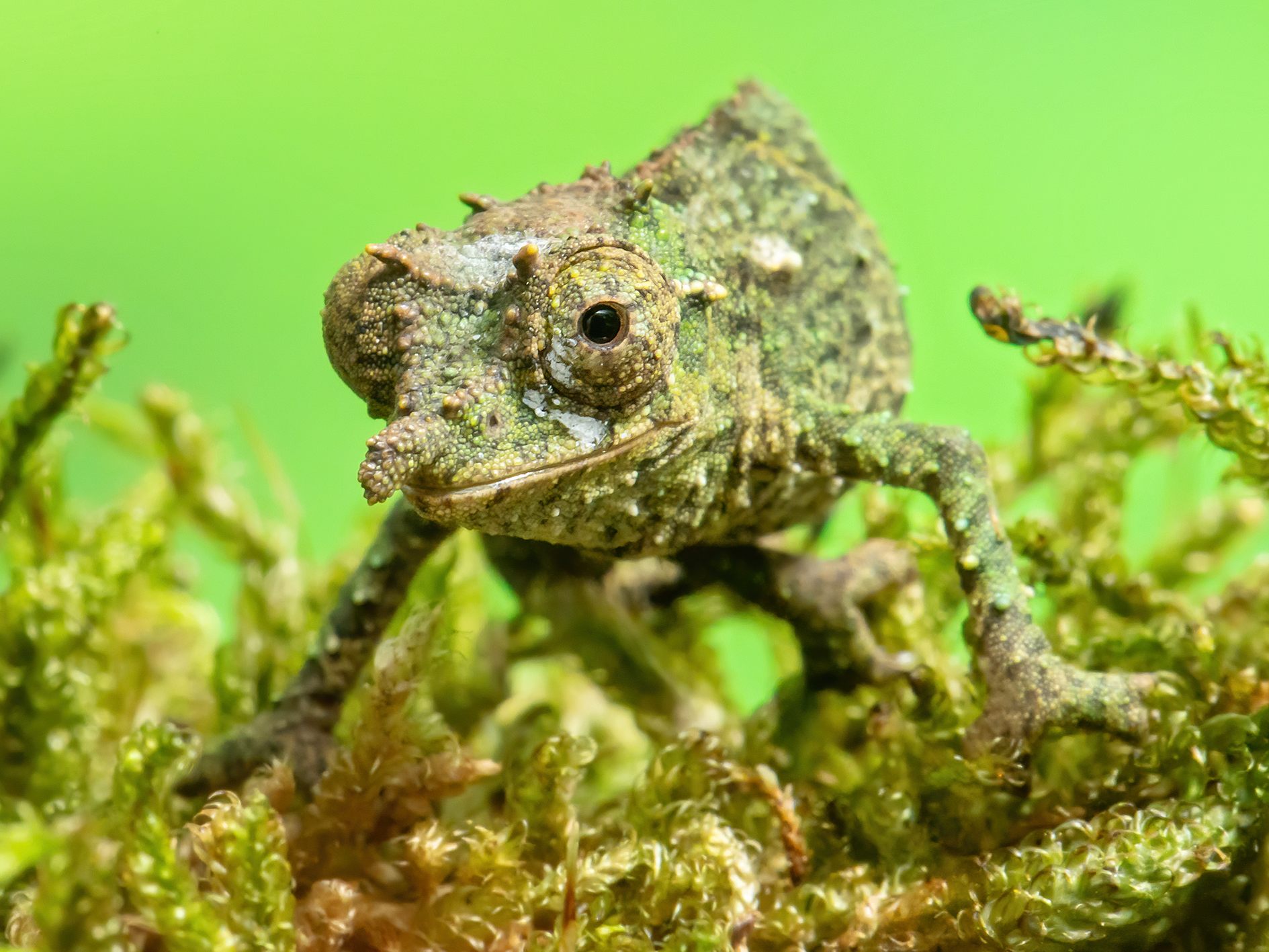 Eines der Nguru-Zwergchamäleon-Jungtiere im Tiergarten Schönbrunn Eines der Nguru-Zwergchamäleon-Jungtiere im Tiergarten Schönbrunn