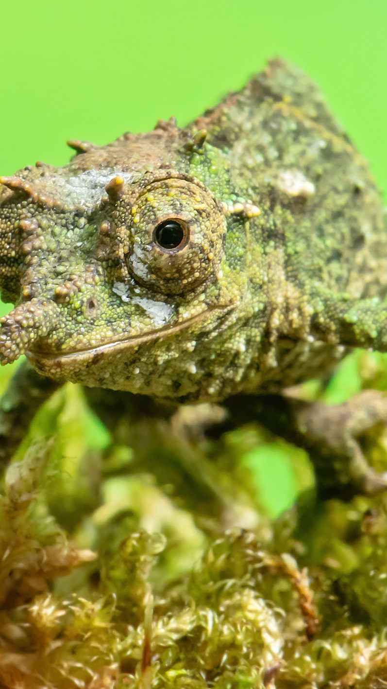 Eines der Nguru-Zwergchamäleon-Jungtiere im Tiergarten Schönbrunn