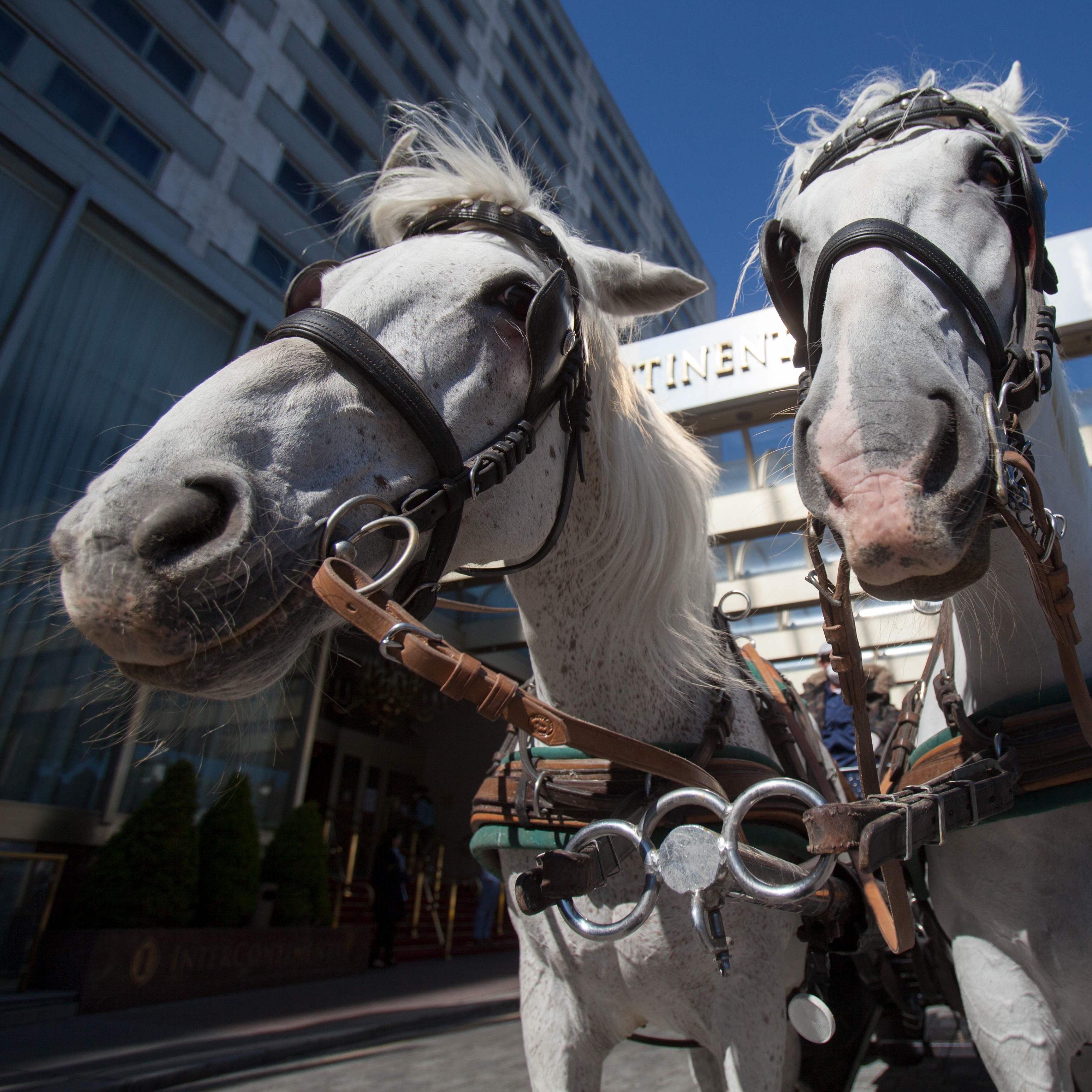 Fiakerpferde erhalten ab 35 Grad Lufttemperatur hitzefrei.