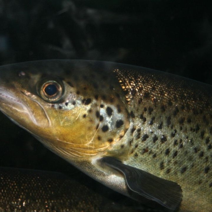 Können Fische drogensüchtig werden?