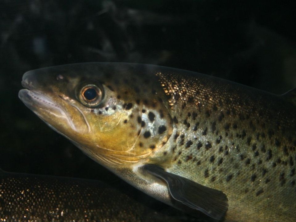 Können Fische drogensüchtig werden? Können Fische drogensüchtig werden?