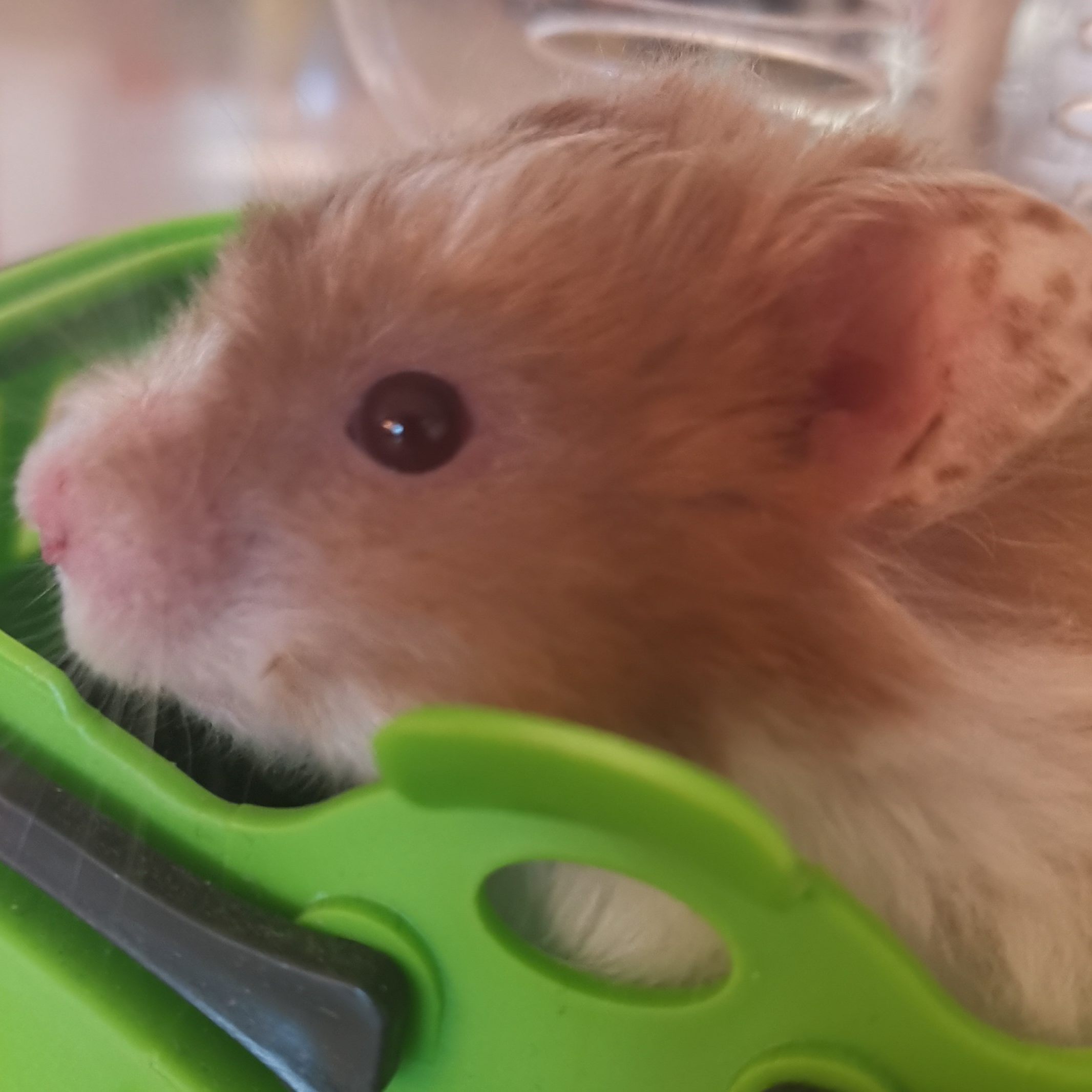 Wie Müll entsorgt: Dieser kleine Hamster wurde in einem Transporter bei Abfalleimern abgestellt und zum Glück entdeckt