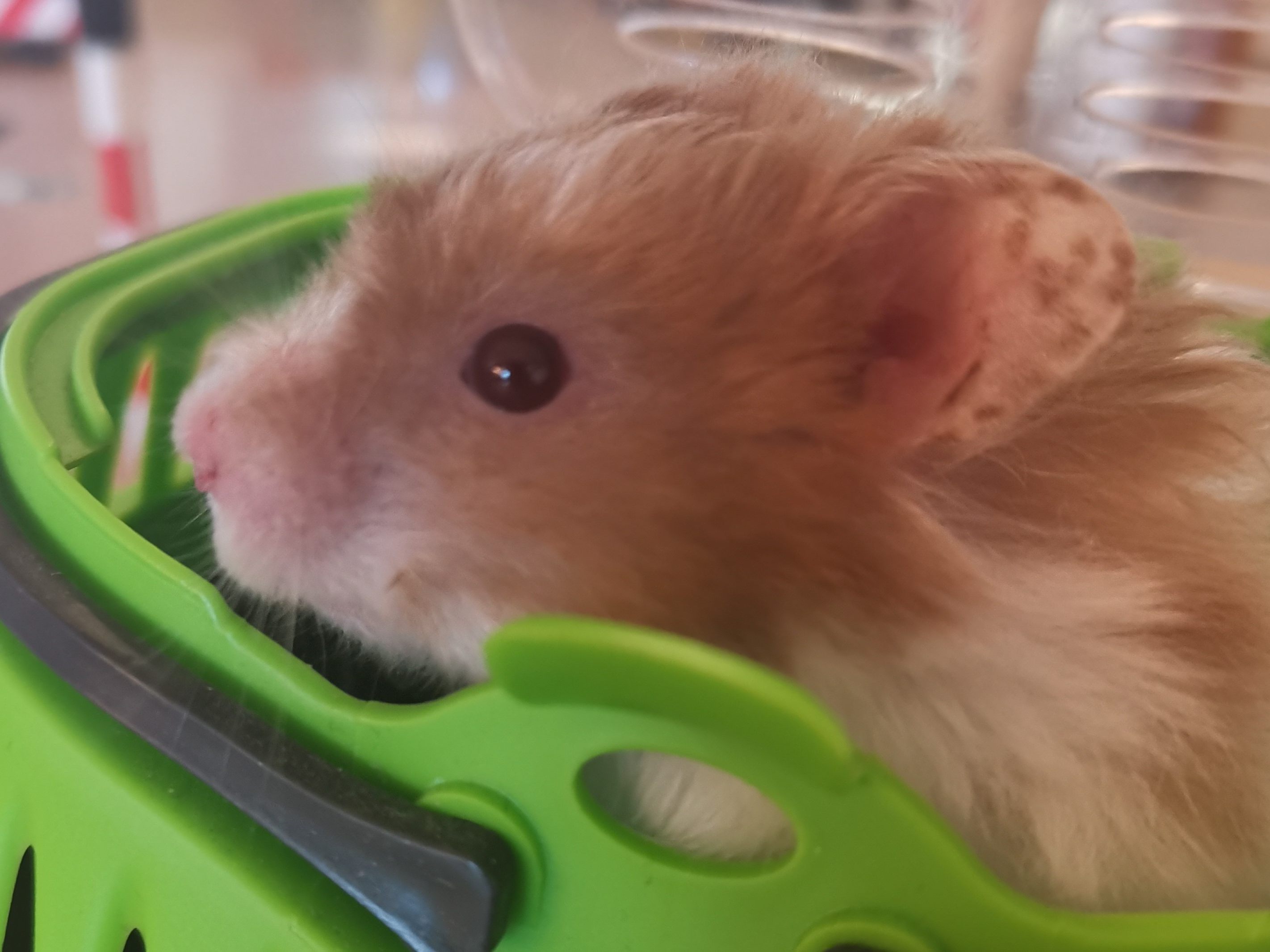 Wie Müll entsorgt: Dieser kleine Hamster wurde in einem Transporter bei Abfalleimern abgestellt und zum Glück entdeckt