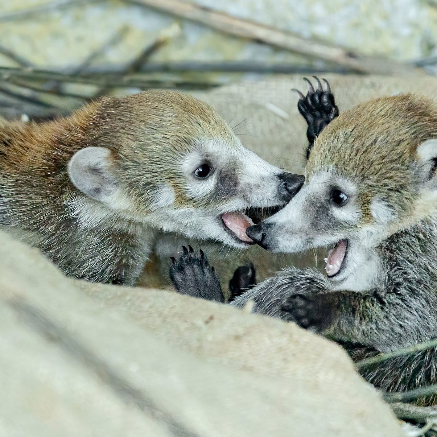 Der Zoo Schönbrunn freut sich über doppelten Nachwuchs bei den Nasenbären.