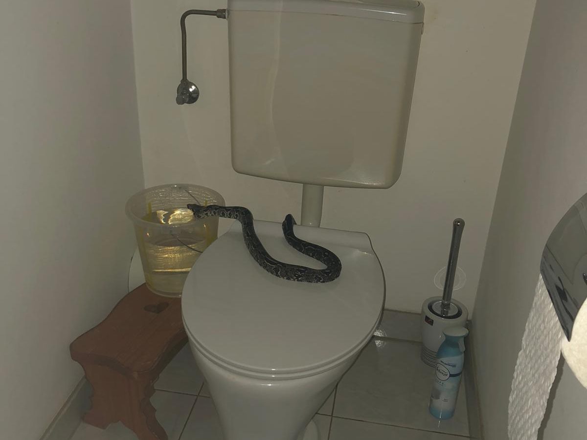 Die Python wurde aus dem WC befreit und ins Tierquartier gebracht.