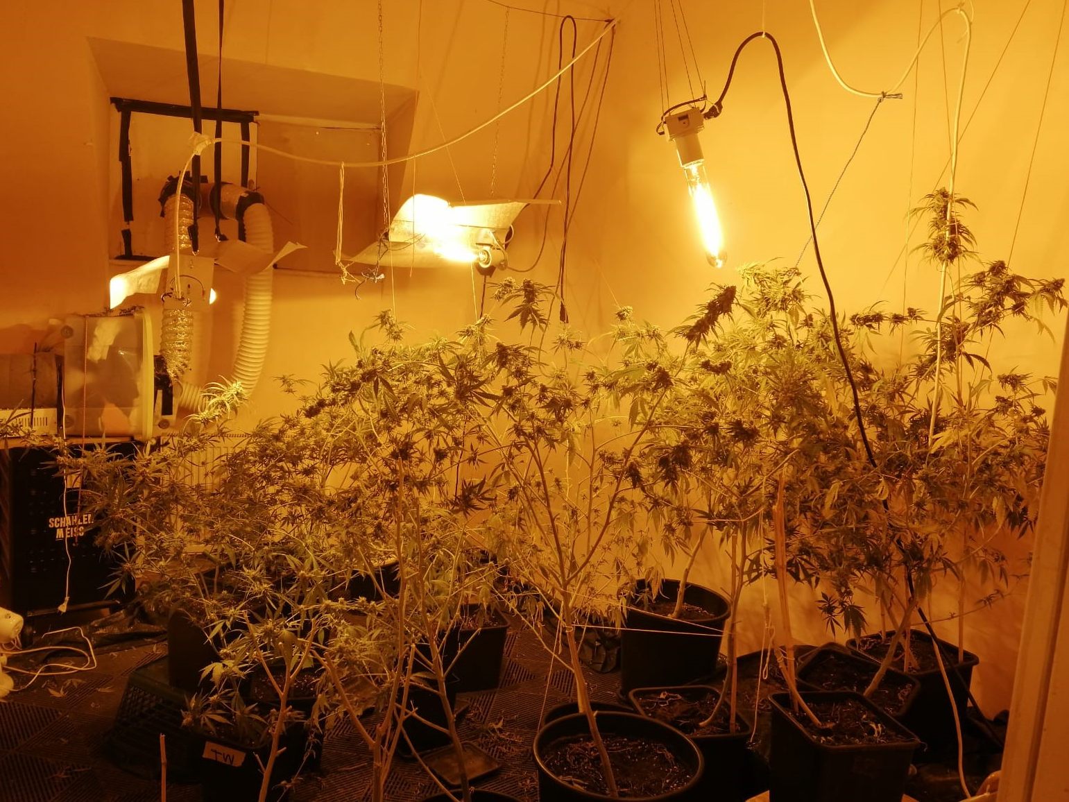 Die Polizei stellte mehr als 100 Pflanzen und 800 Gramm geerntetes Cannabis sicher.