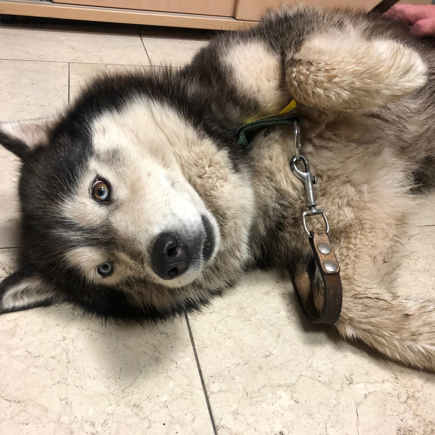 Der Husky musste von den Polizisten über ein Geländer gehoben werden.