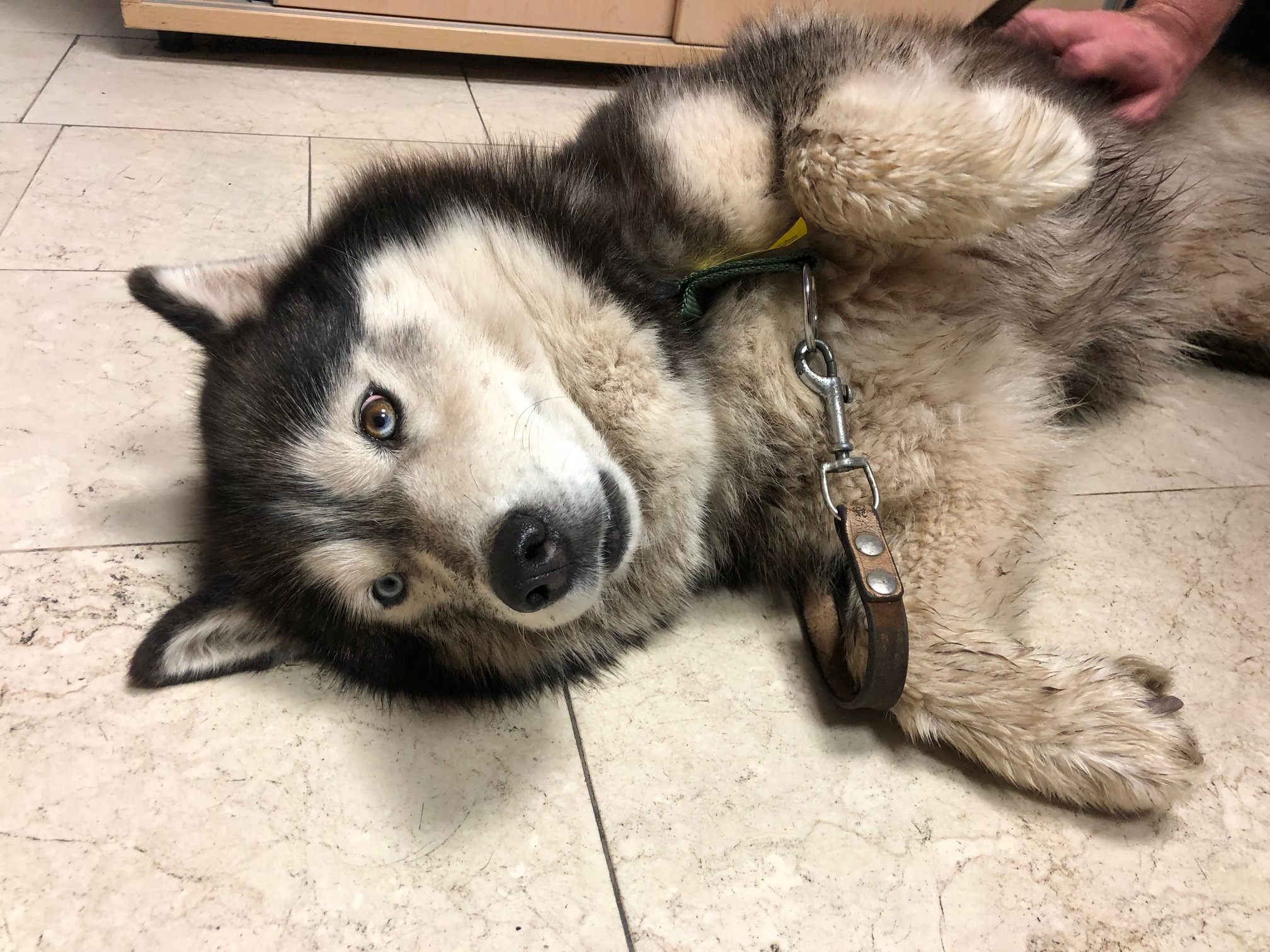 Der Husky musste von den Polizisten über ein Geländer gehoben werden. Der Husky musste von den Polizisten über ein Geländer gehoben werden.