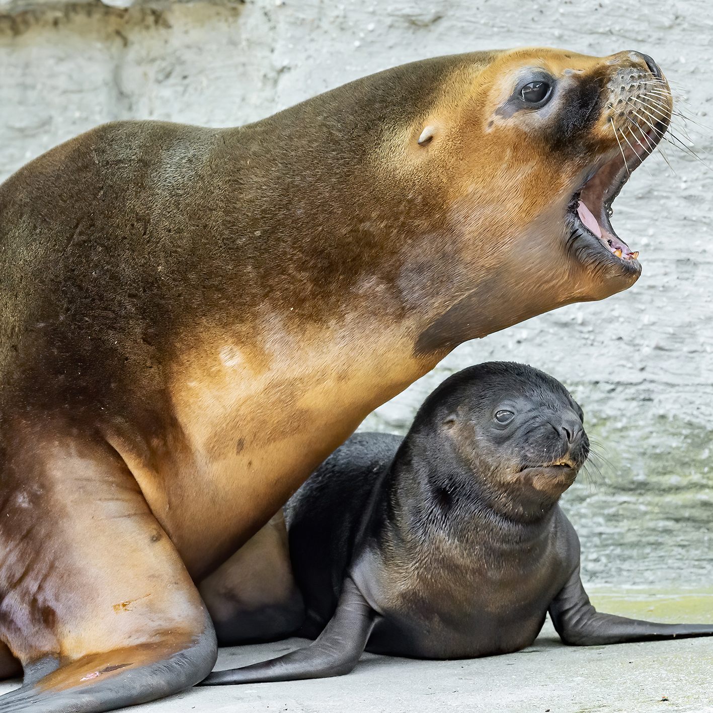 Im Tiergarten Schönbrunn erblickte ein Robben-Jungtier das Licht der Welt