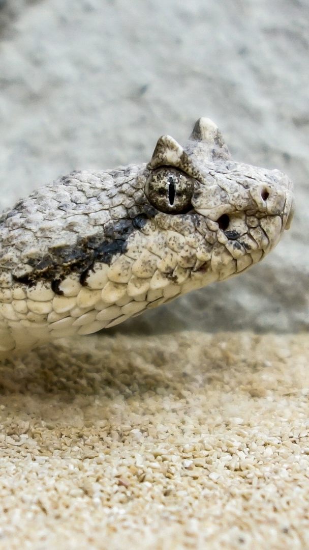 Die Hornviper biss den Mann in den Handrücken, er verstarb im Spital.