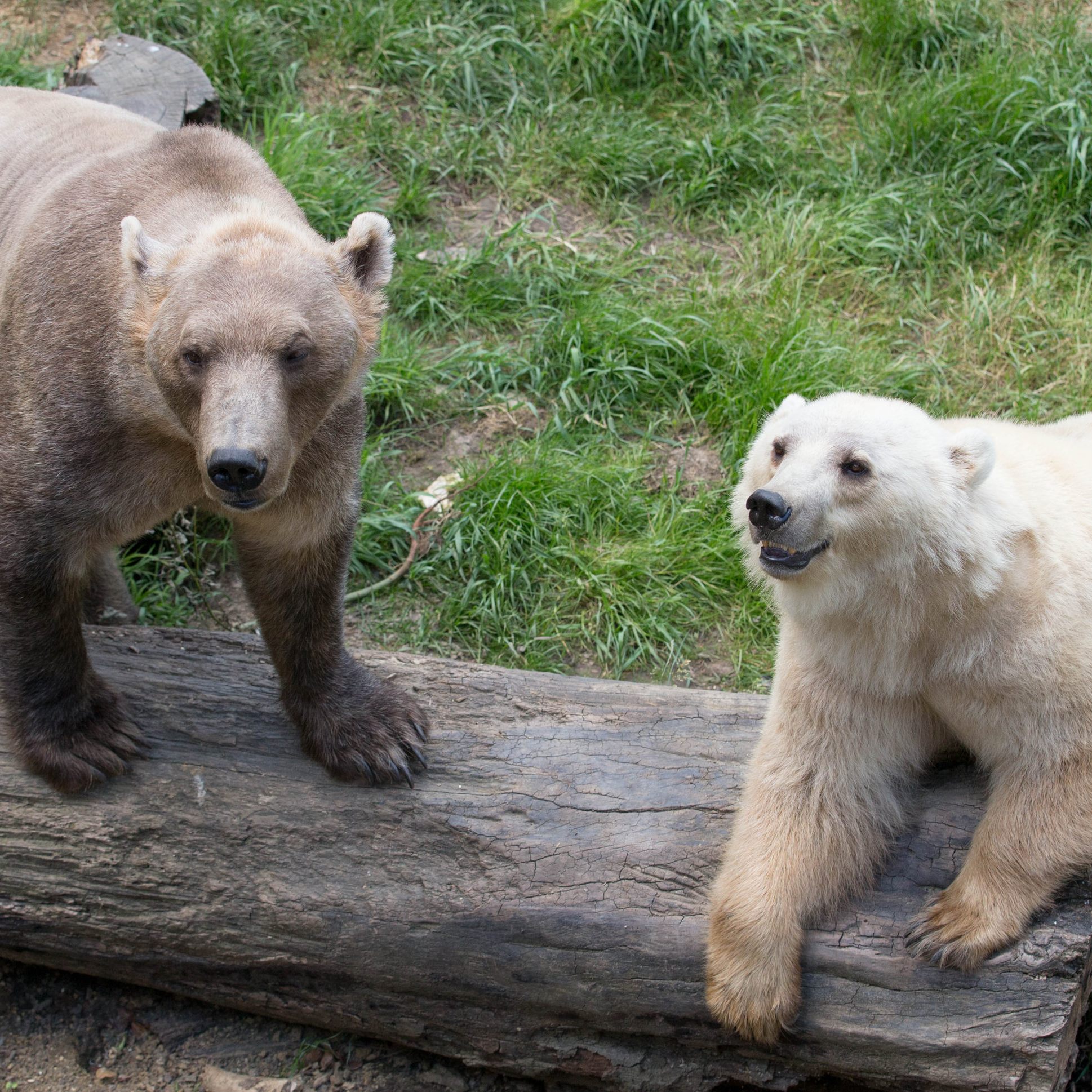 Die "Cappuccino-Bären" Tips und Taps sind Zwillinge.