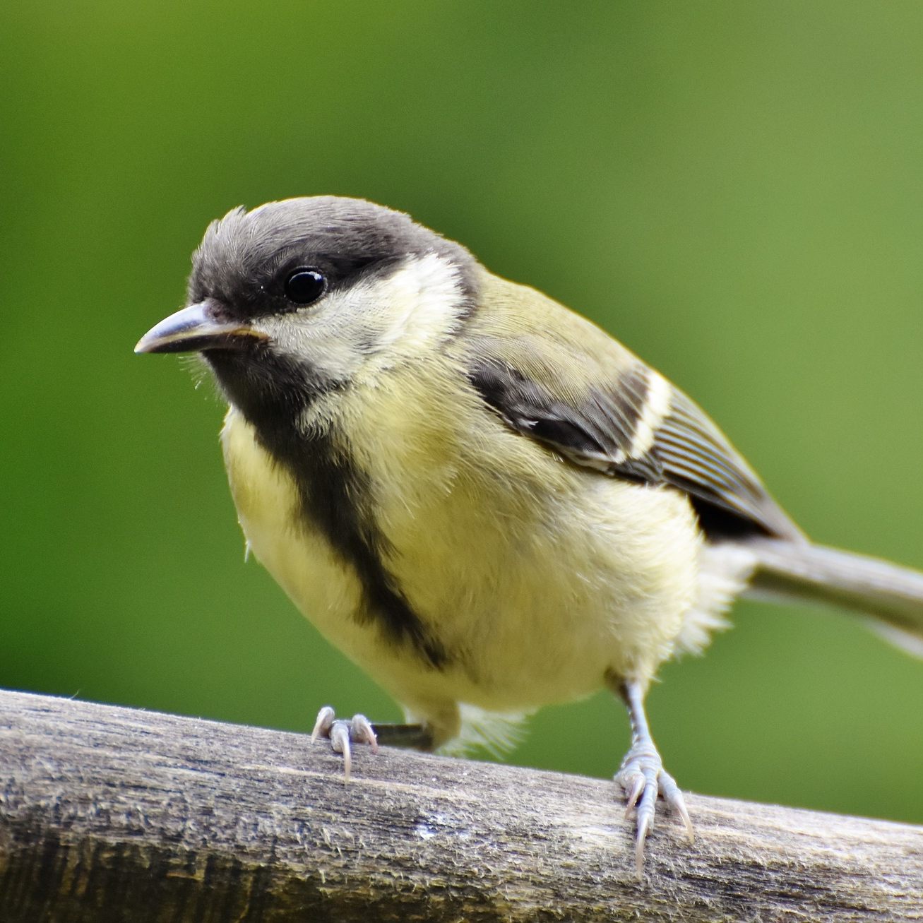 Wildvogelmeldungen sind um 48 Prozent gestiegen - und der am häufigsten gemeldete Wildvogel ist die Kohlmeise