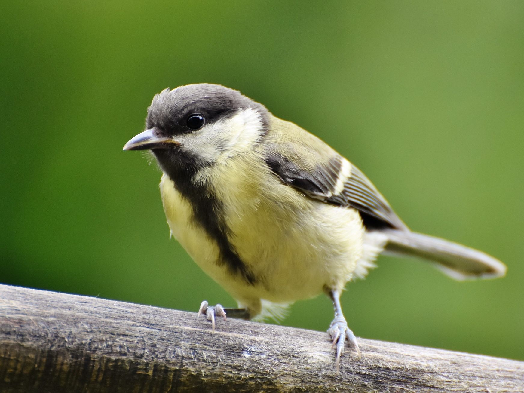 Wildvogelmeldungen sind um 48 Prozent gestiegen - und der am häufigsten gemeldete Wildvogel ist die Kohlmeise Wildvogelmeldungen sind um 48 Prozent gestiegen - und der am häufigsten gemeldete Wildvogel ist die Kohlmeise