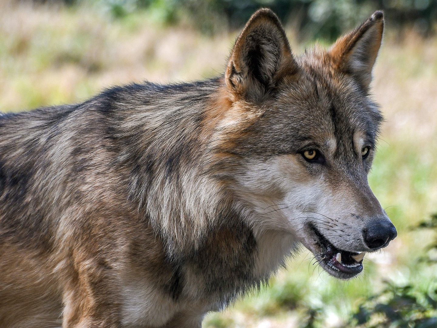 Laut Obduktion wurde der Wolf von einem anderen Tier totgebissen. Laut Obduktion wurde der Wolf von einem anderen Tier totgebissen.