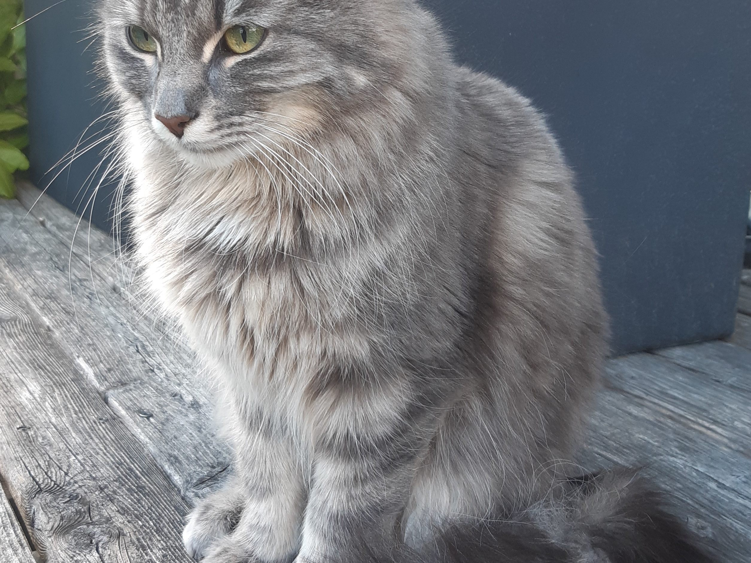 KIRA