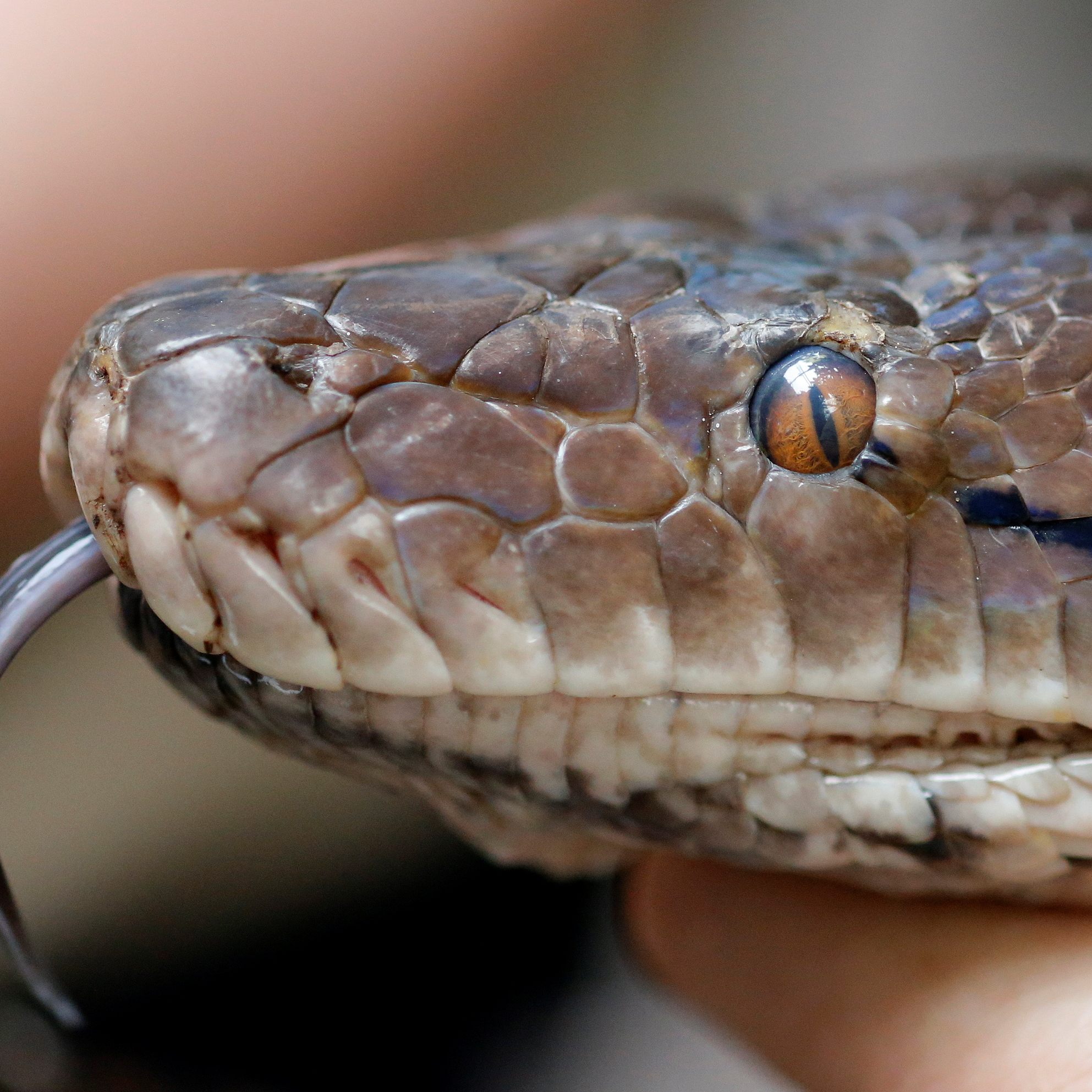 Einem Mann kam laut Online-Medienberichten beim Duschen eine Schlange unter.