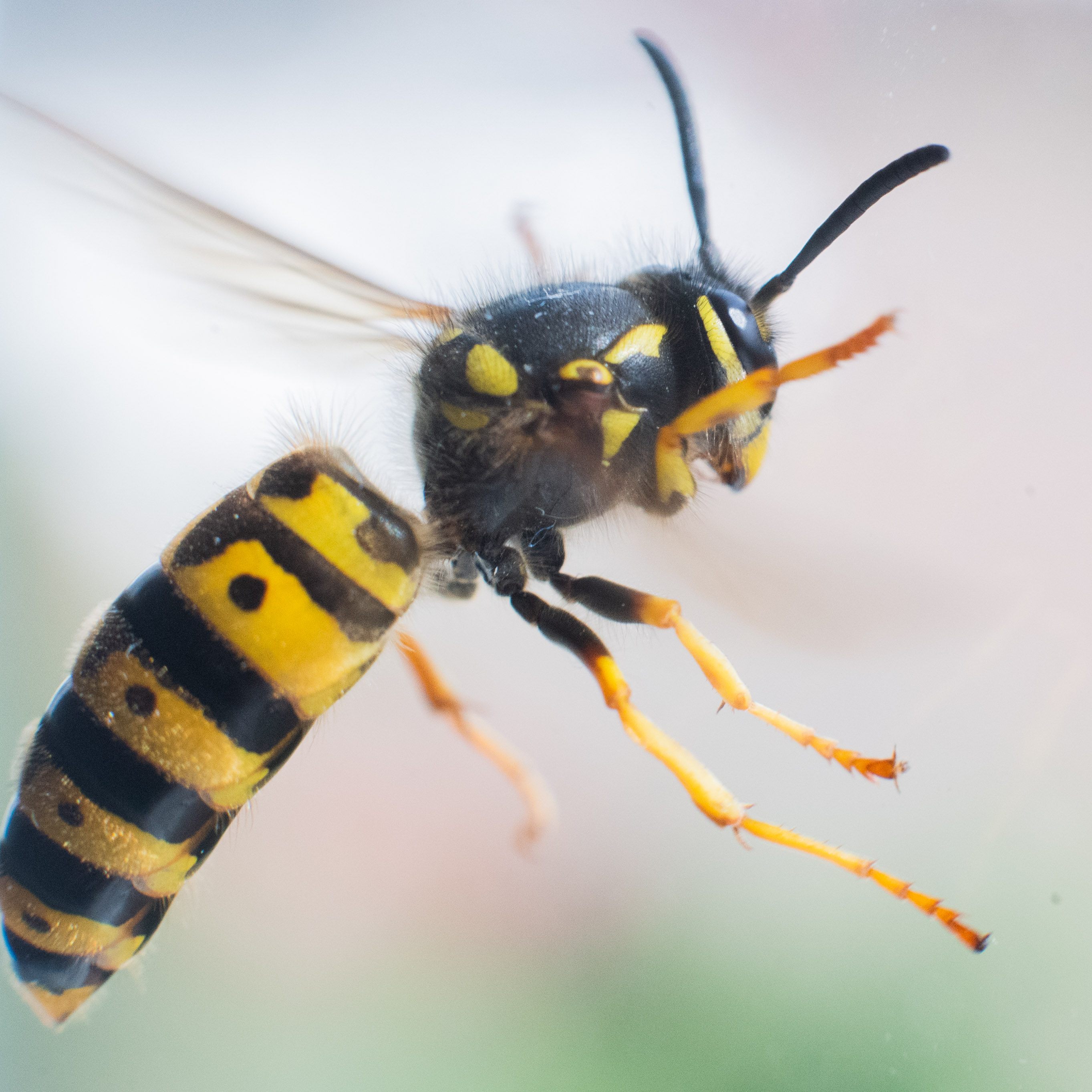 Eine Wespe löste am Dienstag einen Verkehrsunfall im Bezirk Mattersburg aus.